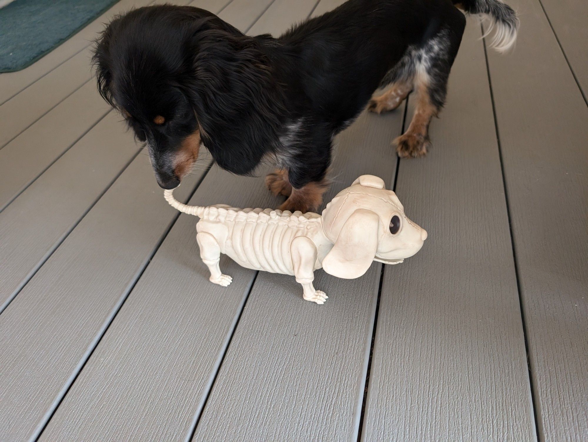 Weiner dog smelling the tail of a fake plastic skeleton of a Weiner dog.