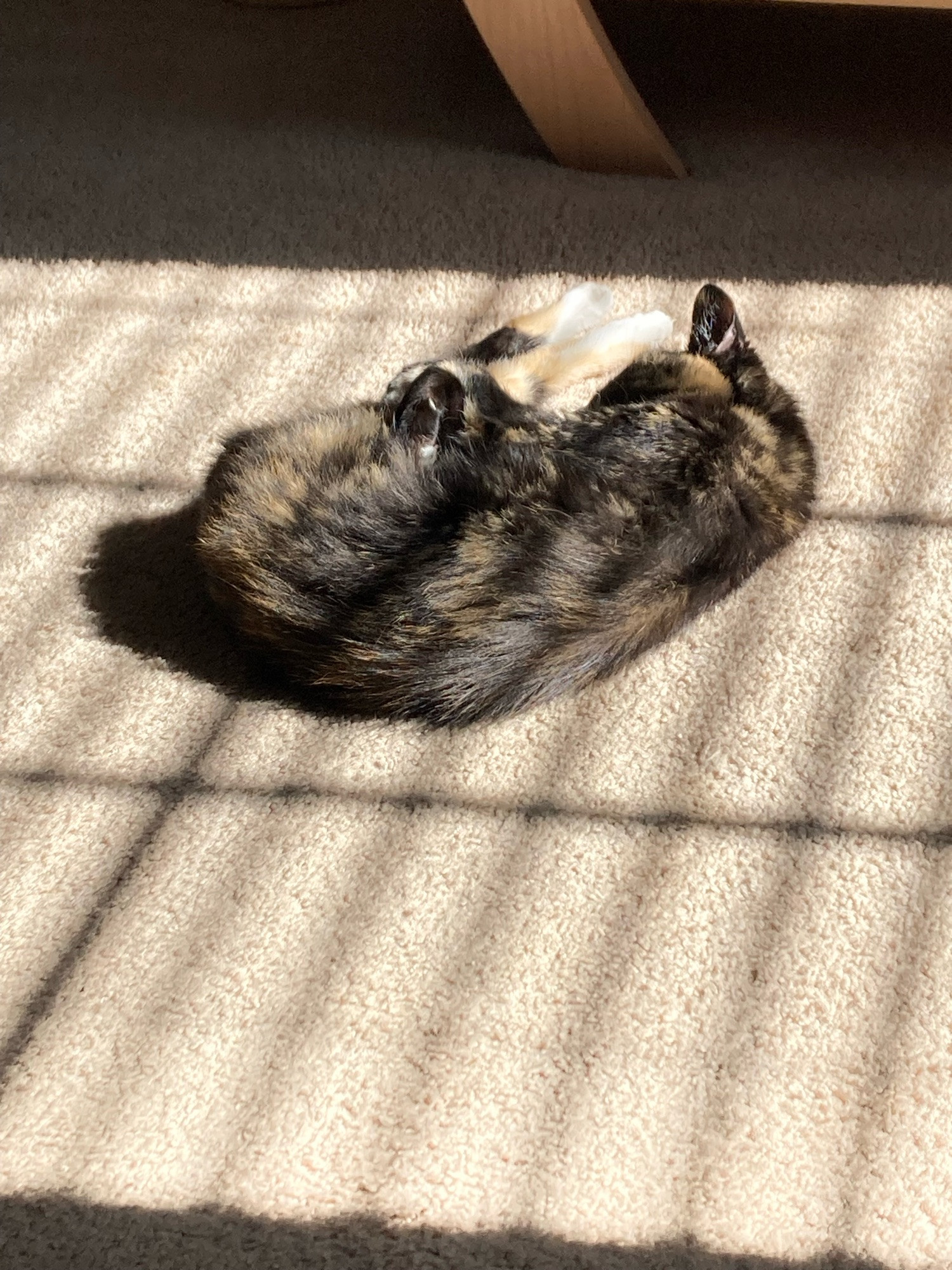 Brindled cat laying in a sunbeam.