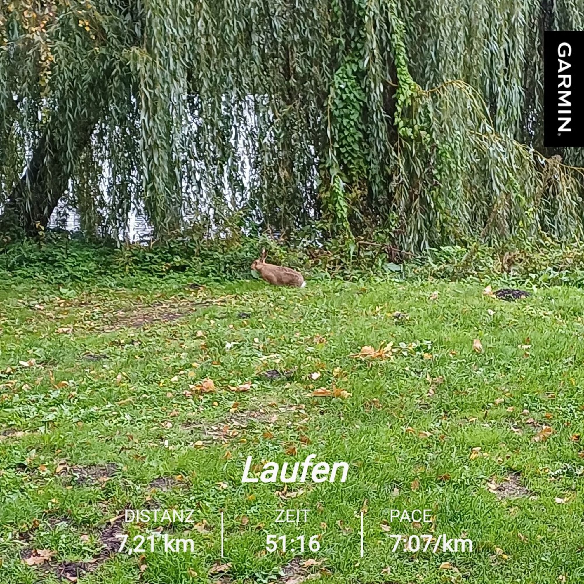 Ein Hase im Gras an einem Teich. Der Teich ist kaum zu sehen, weil dort eine Trauerweide die Sicht versperrt. Dazu noch Laufstatistiken: 7,21 km ind 51:16 und eine Pace von 7,07/km