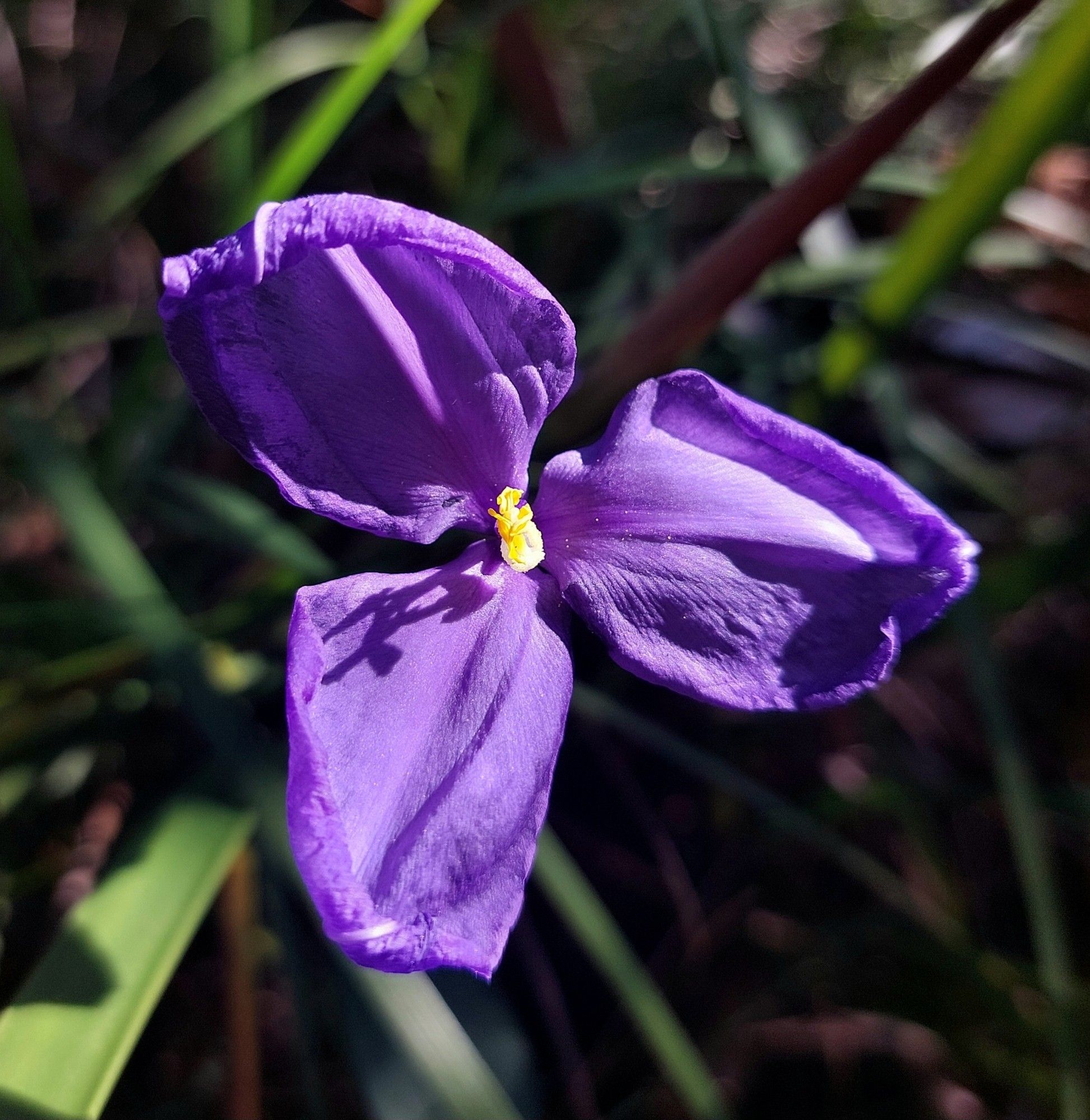 Three-petalled purple flower, edges curling a little. Centre: yellow & white.