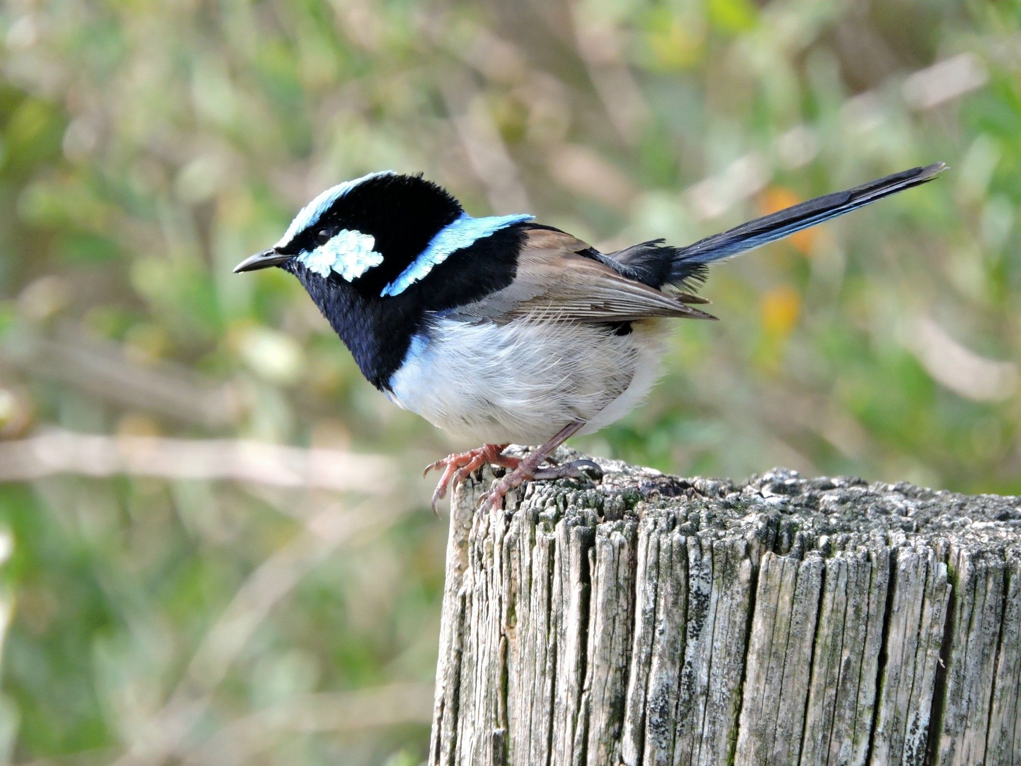 Fairy-wren with white belly, blue crown,  earpatch & shoulders. Black eye, beak & upper body. Brown wings. Blueish tail. Perched on an old post.