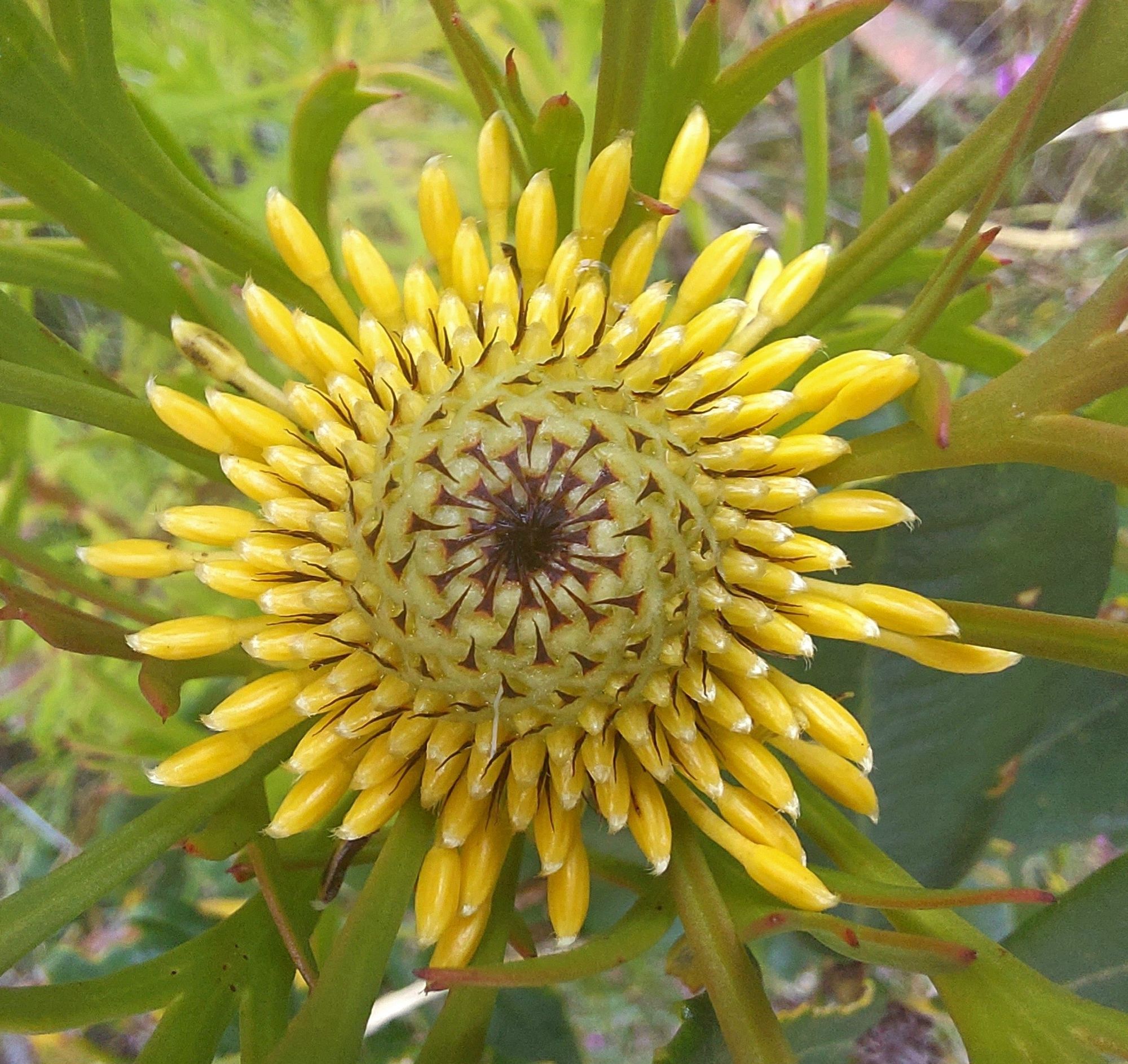 Cluster of bright yellow stems encircling a single head in the early stages of flowering.