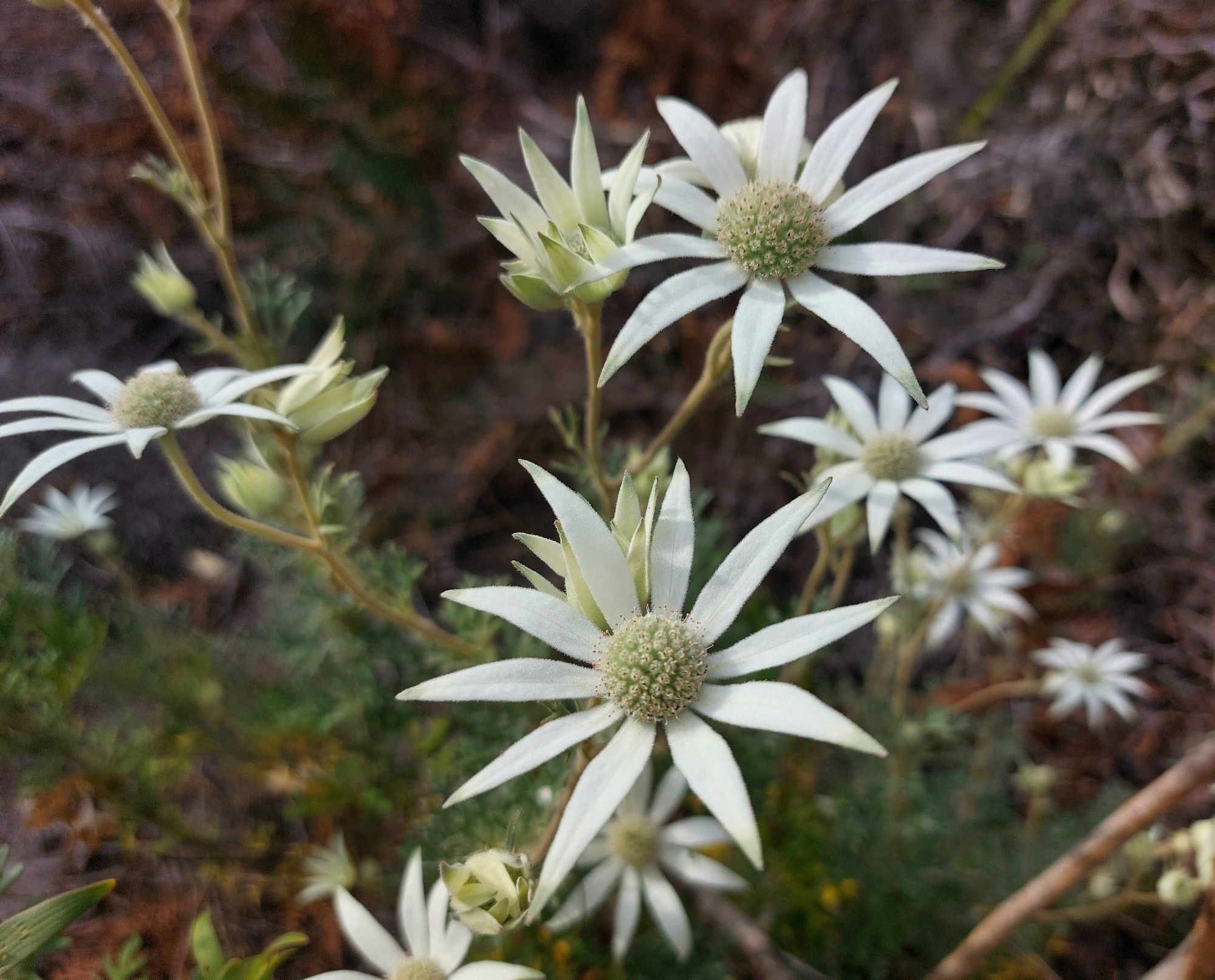 Lots of flowers, not all fully opened, on long stems. Each has 10 slender, velvety white 'petals' that are tipped with green. A tight cluster of the true flowers forms the centre.