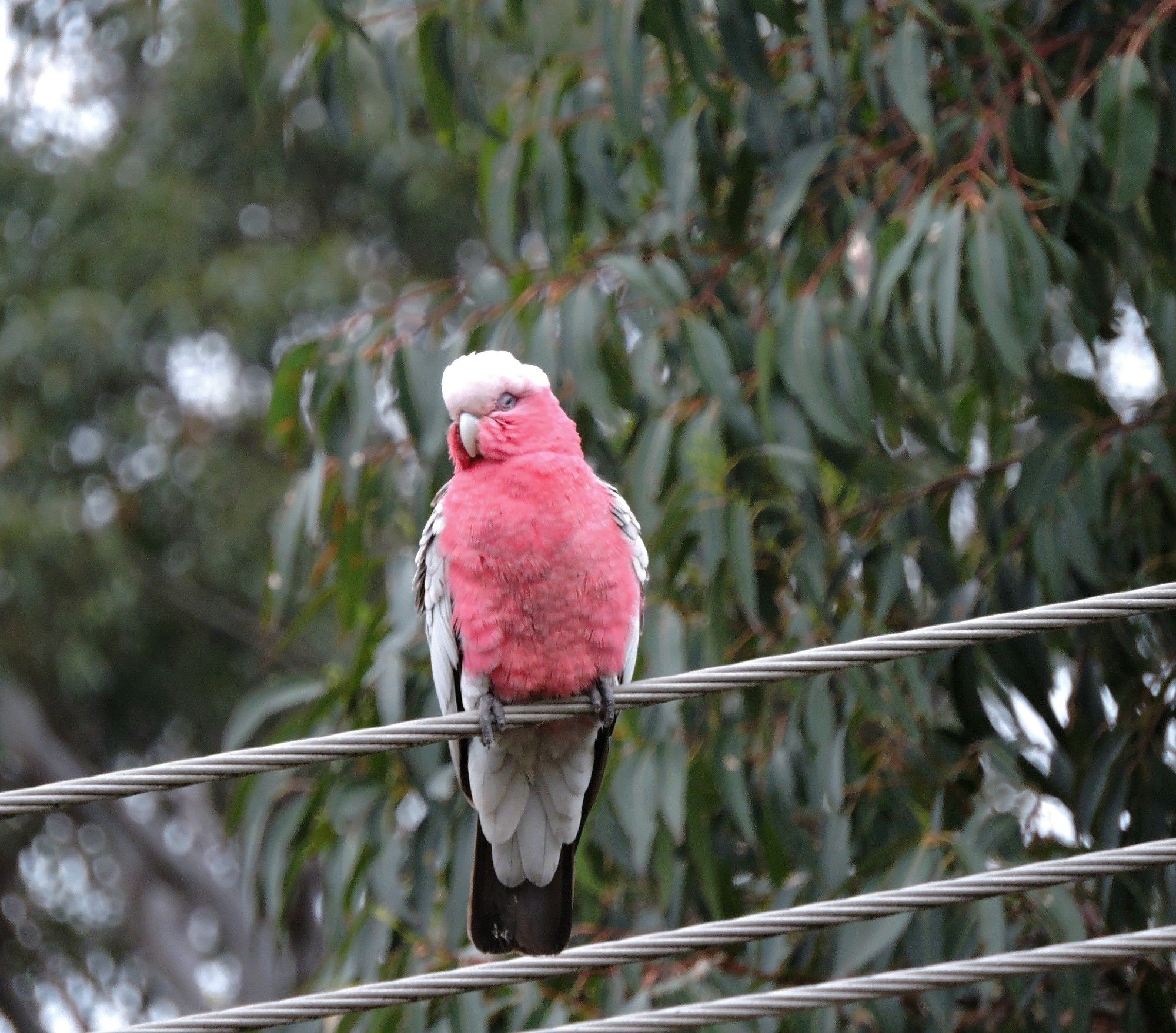 Galah perched on one of three powerlines. Behind it is a gum tree. Bird has dusky pink breast, soft grey wings & tail, pink-white head. The one visible eye is half-closed.