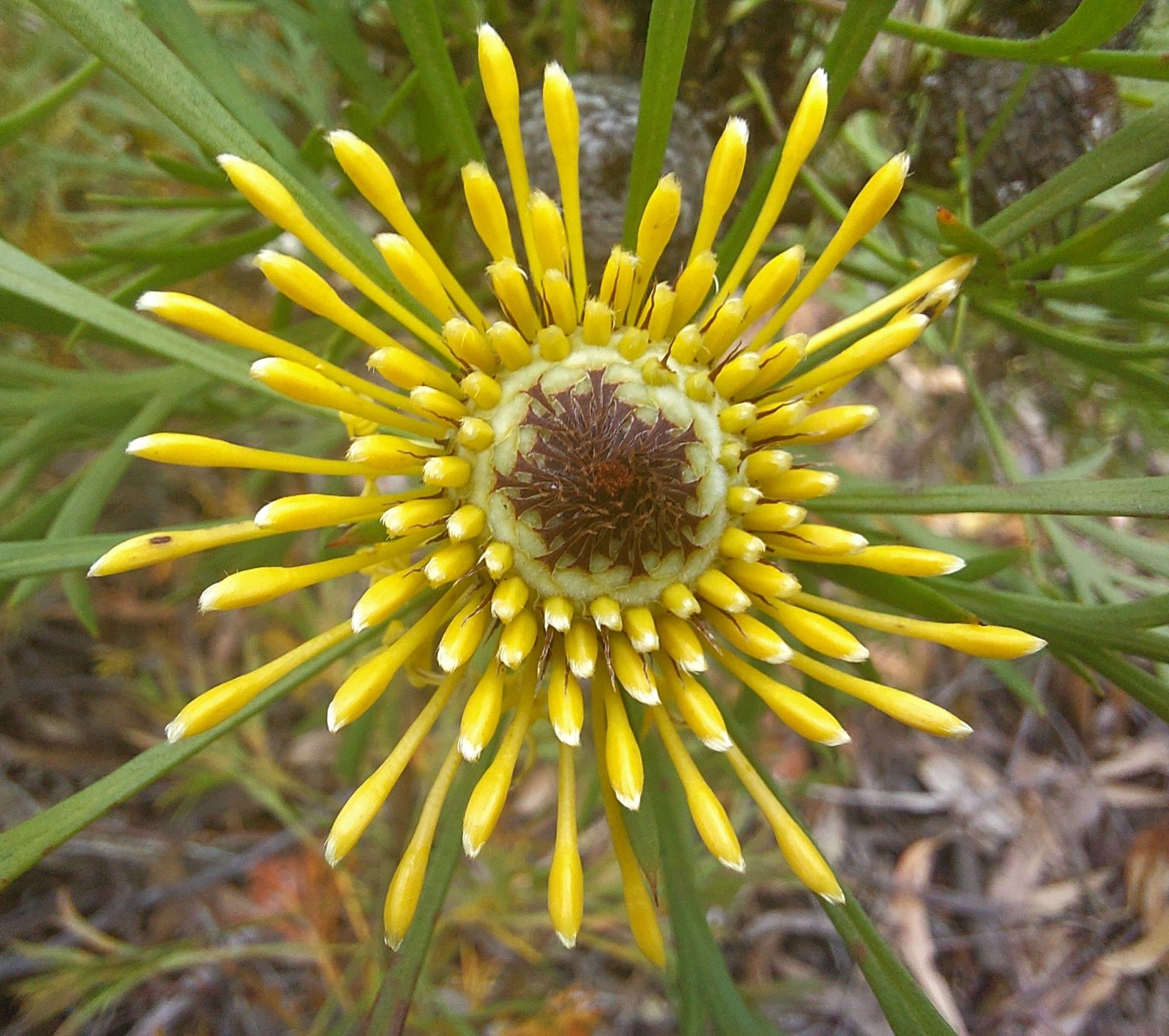 Same species but further along in the flowering process. Flower stems much further apart.