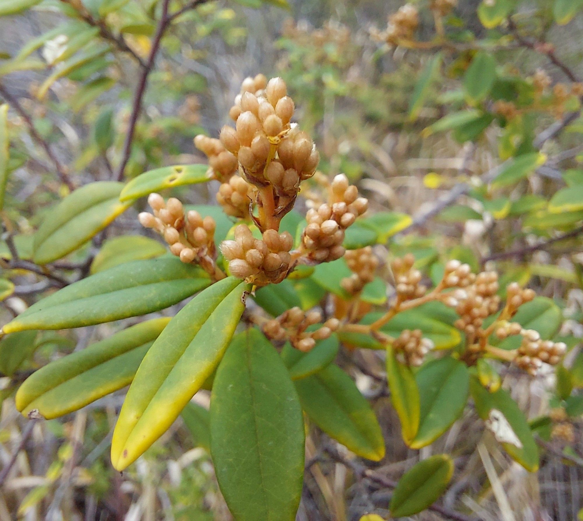 Clusters of brownish buds on short stems above long green leaves tinged with yellow.