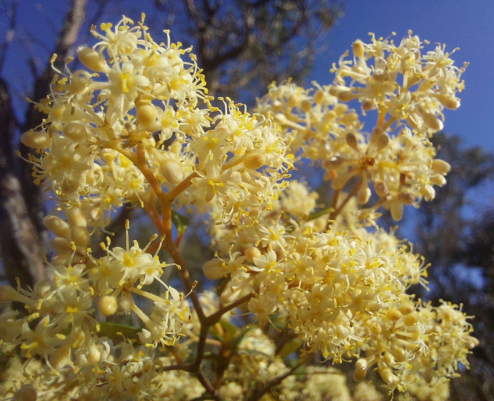 Clusters of small creamy yellow flowers & a few unopened buds on thin stems. Background: blurry gum trees & blue sky.