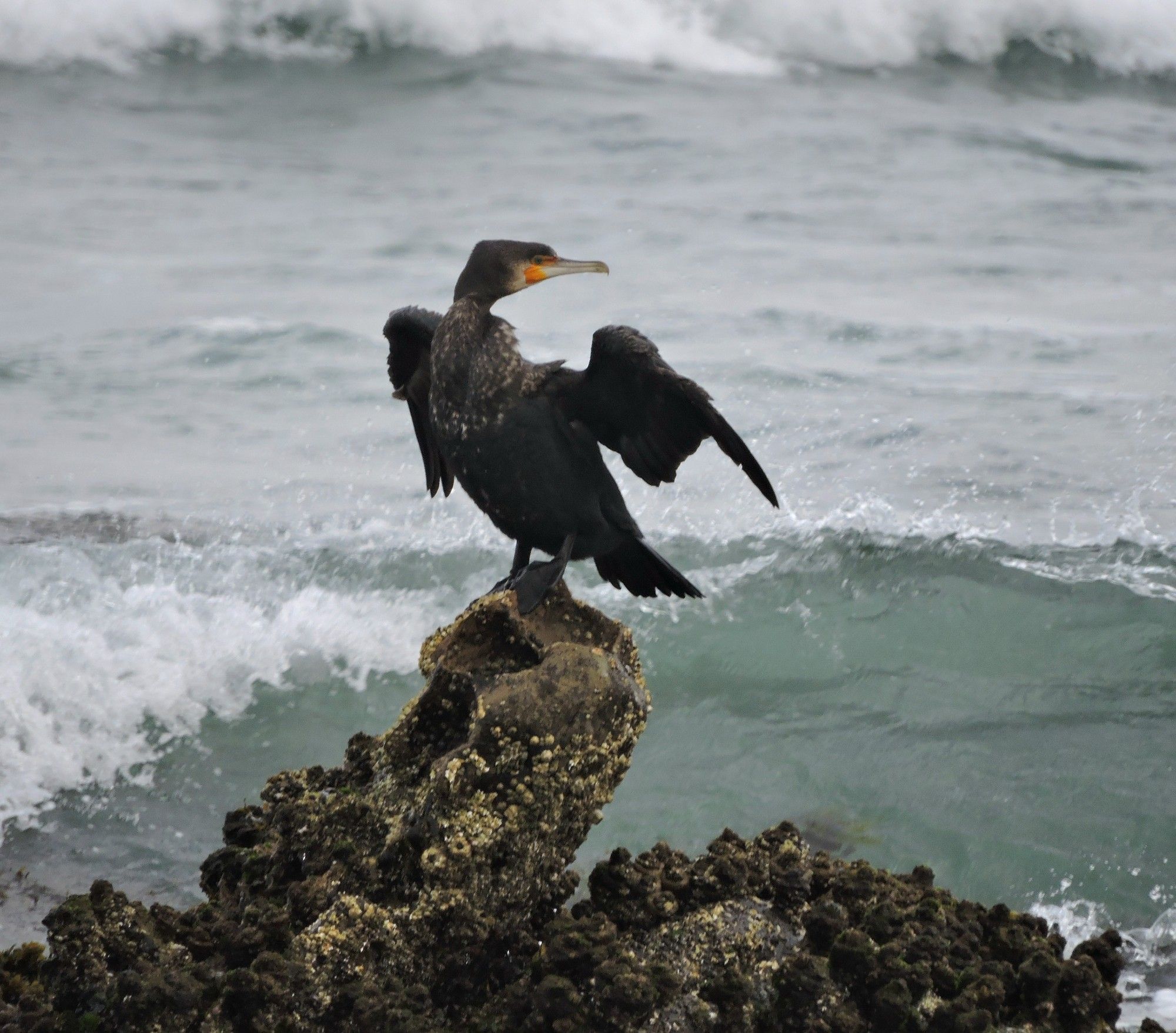 Black cormorant, wings spread, turned to look behind it while balanced on a tall nub of rock encrusted with barnacles beside the sea.