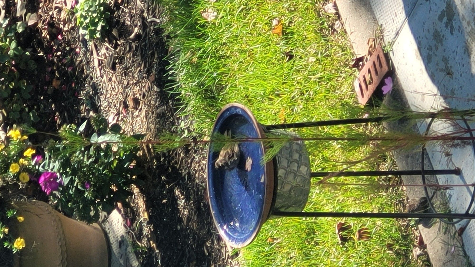 Birdbath (blue) on stand in garden with small bird splashing.