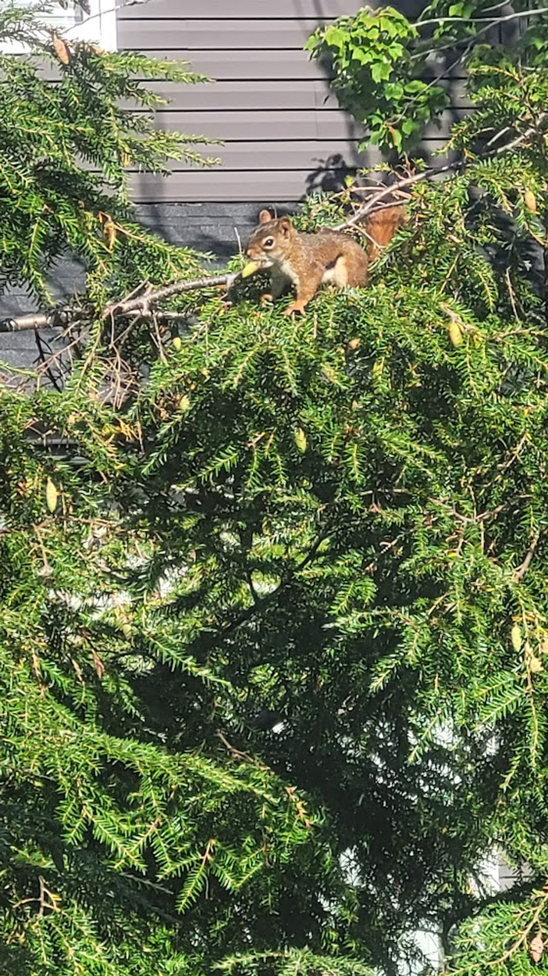 Brown squirrel on branch of hemlock tree, eating hemlock cone.