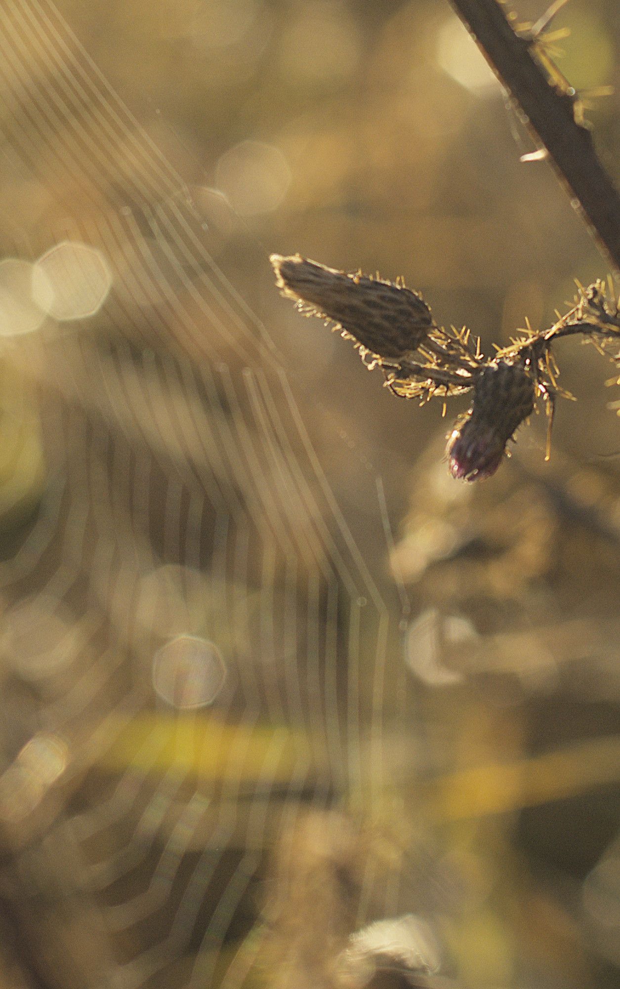 A thistle and spider's web in the sunrise