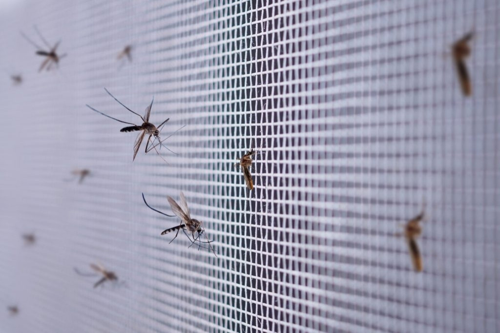 Nuée de moustiques bloqués par une toile de moustiquaire.