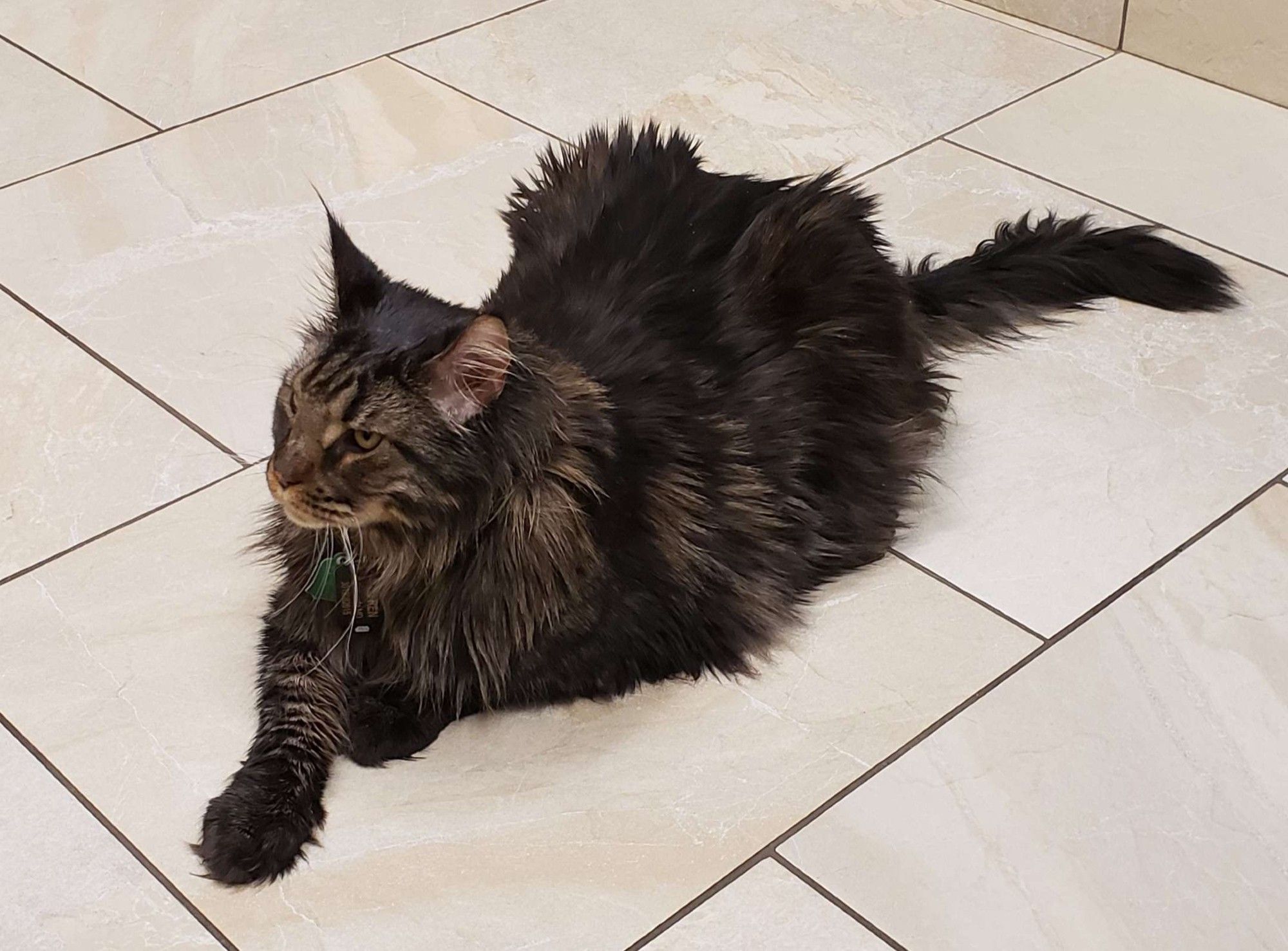 Picture of a Brown classic tabby patterened male maine coon cat. He is lying down on the tile floor at the vet waiting for our awesome vet to see him.