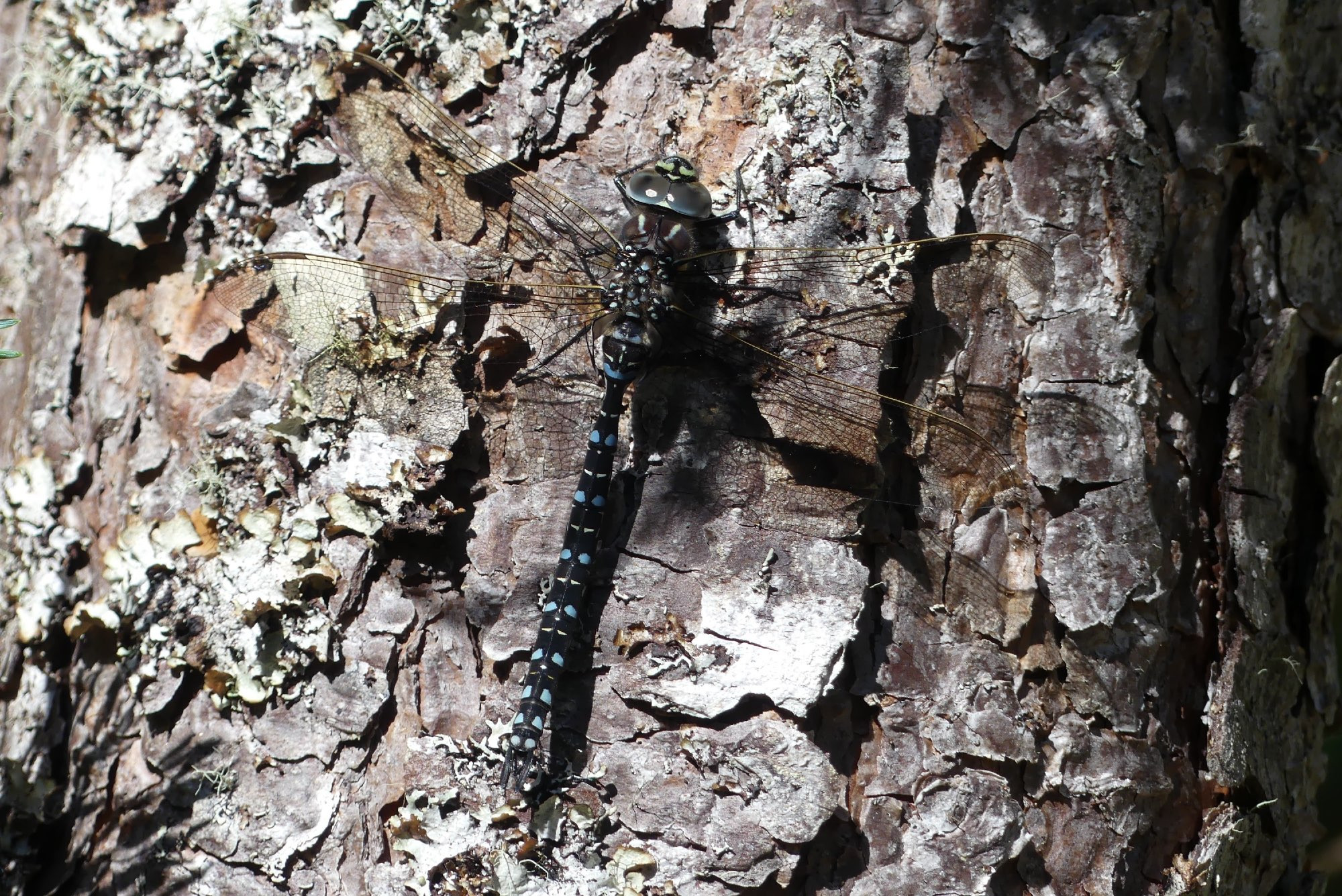 Male Common Hawker (a large blue and black dragonfly) perched on pine trunk, Glenn Affric, Inverness-shire, 27 July 2024