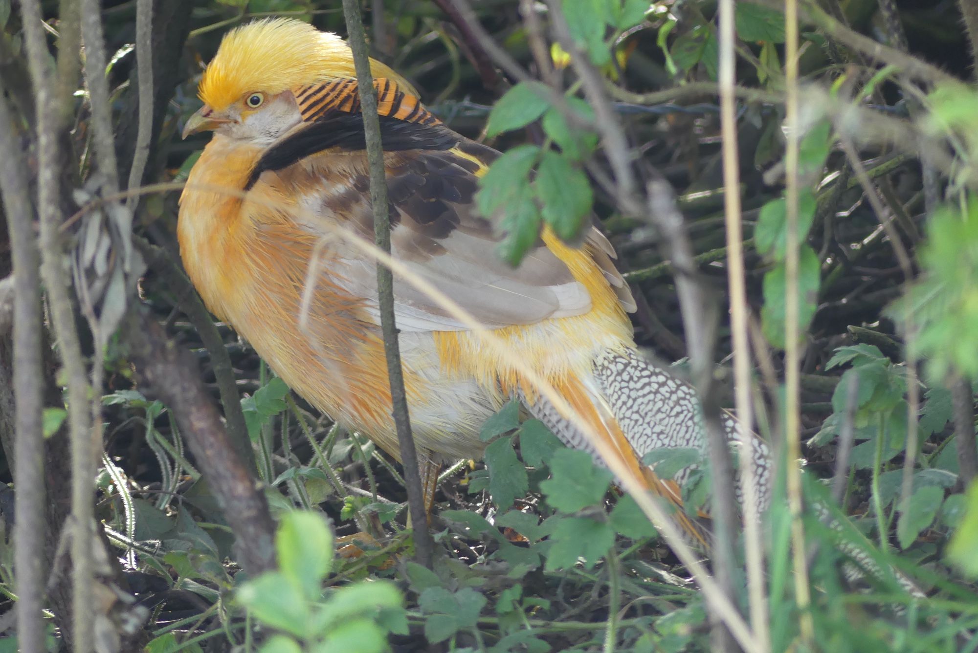 An escaped yellow morph (luteus) Golden Pheasant sat under Rosa regusa bushes. Westray, Orkney Isles, 30 September 2024