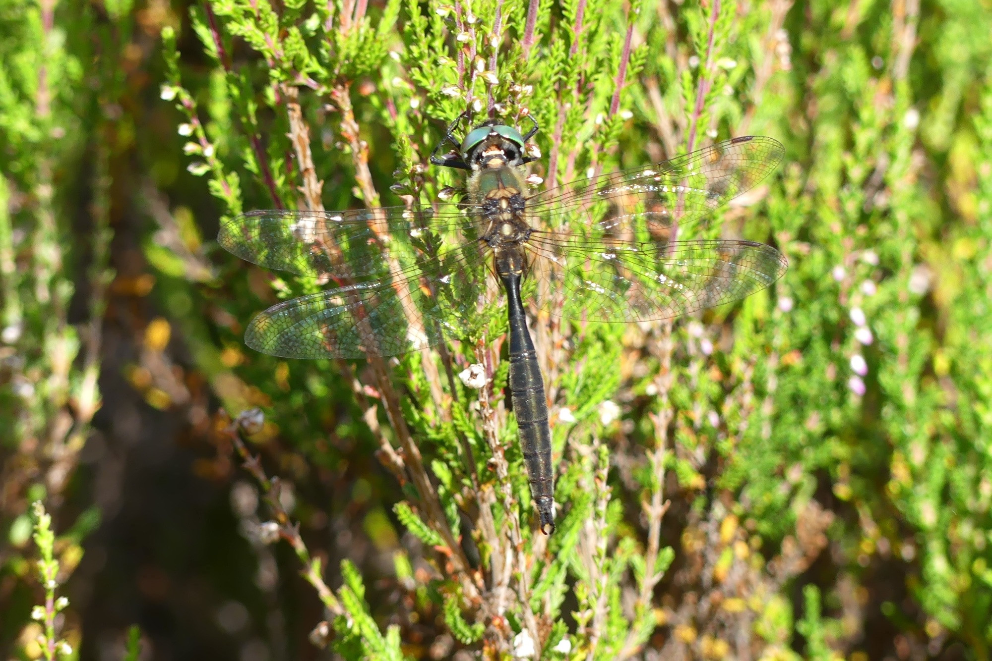 Male Northern Emerald dragonfly (a medium sized dark, metalic green coloured draginfly with brown eyes), perched on heather in Glen Affric, Inverness-shire, 27 July 2024