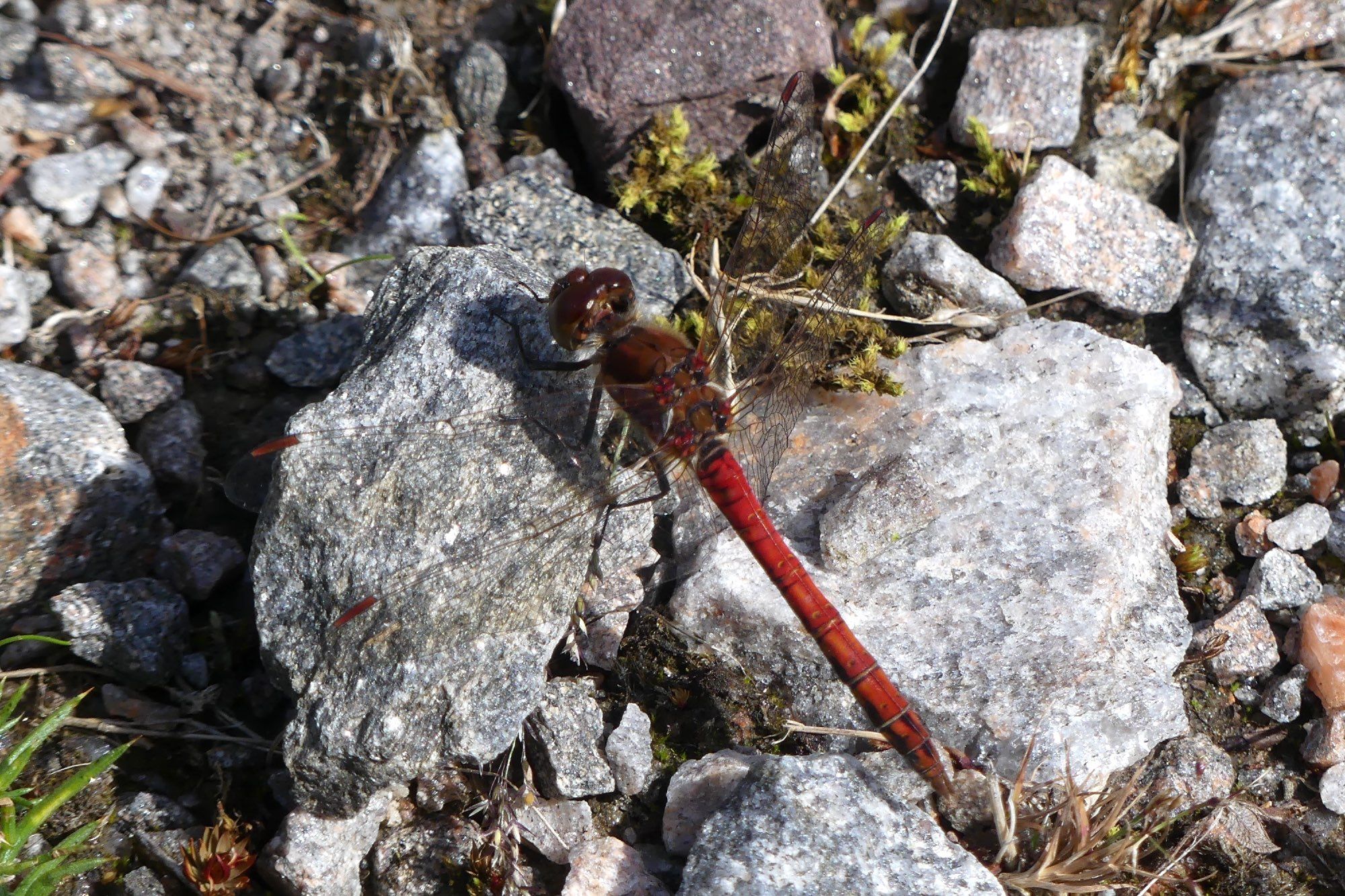 A male Common (Highland) Darter, a medium sized red dragonfly, perched on a pale stone on a track on the Coulin Estate, Wester Ross, 28 July 2024