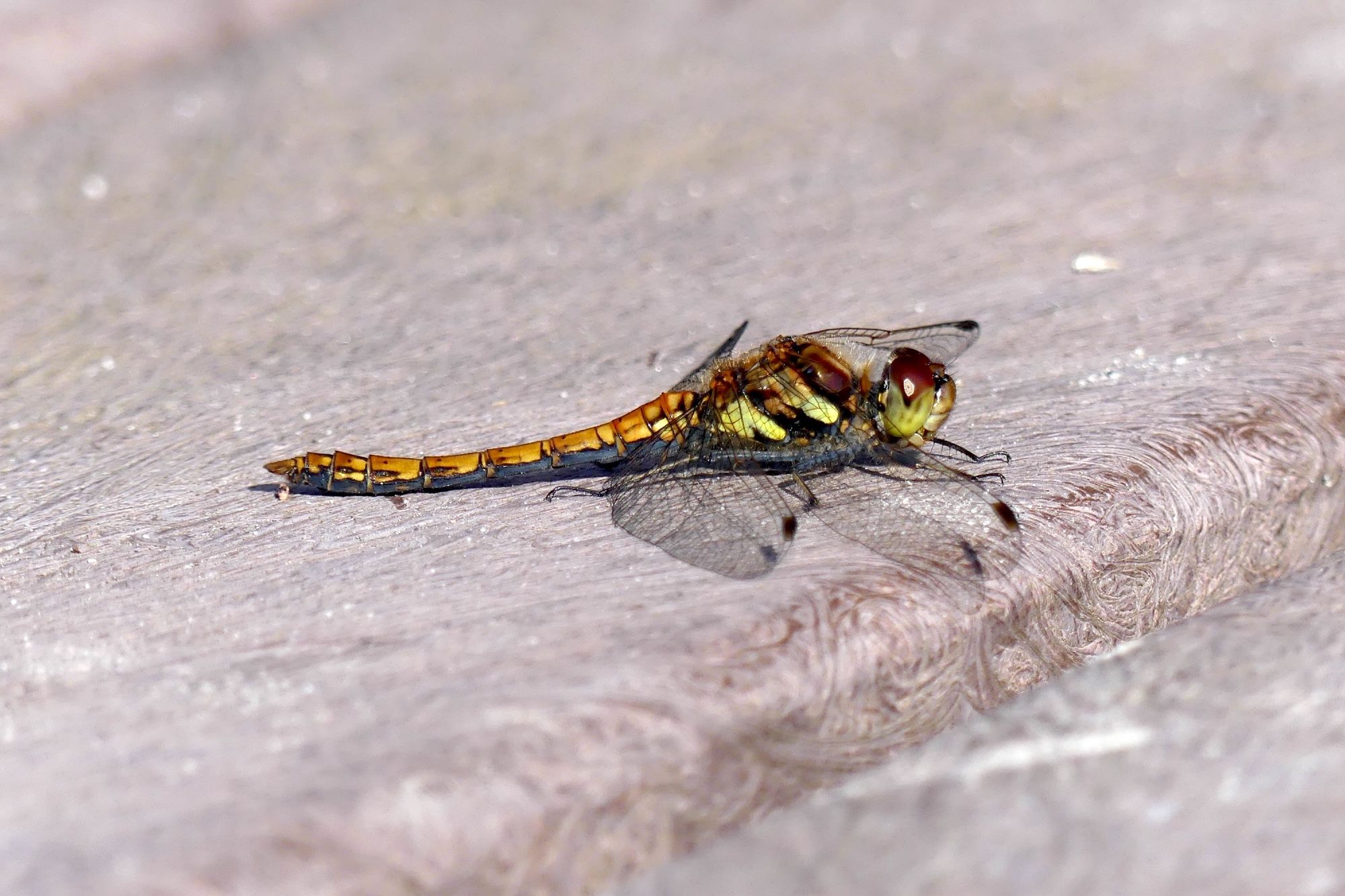 A side view of a female Common (Highland) Darter, a medium sized orange, black, brown and yellow dragonfly, perched on a pale stone on a track on the Coulin Estate, Wester Ross, 28 July 2024