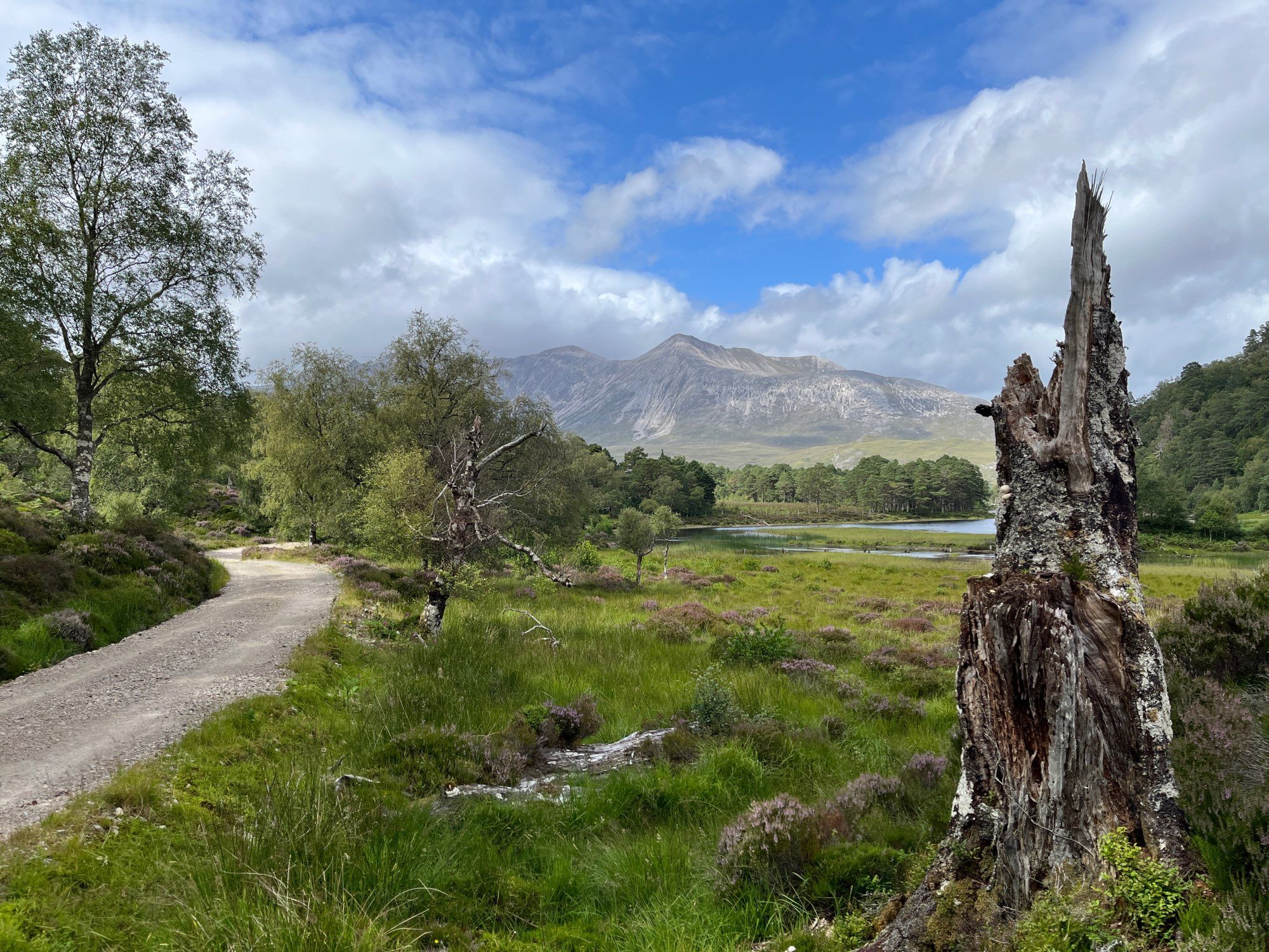 A view looking back north up the upper reaches of the Coulin Estate, Wester Ross. On the left id a large tree above a wide track bu an open expanse of heather with a dead tree stump in the right foreground and the Beinn Eighe massive in the distance under a blue and white cloud sky.