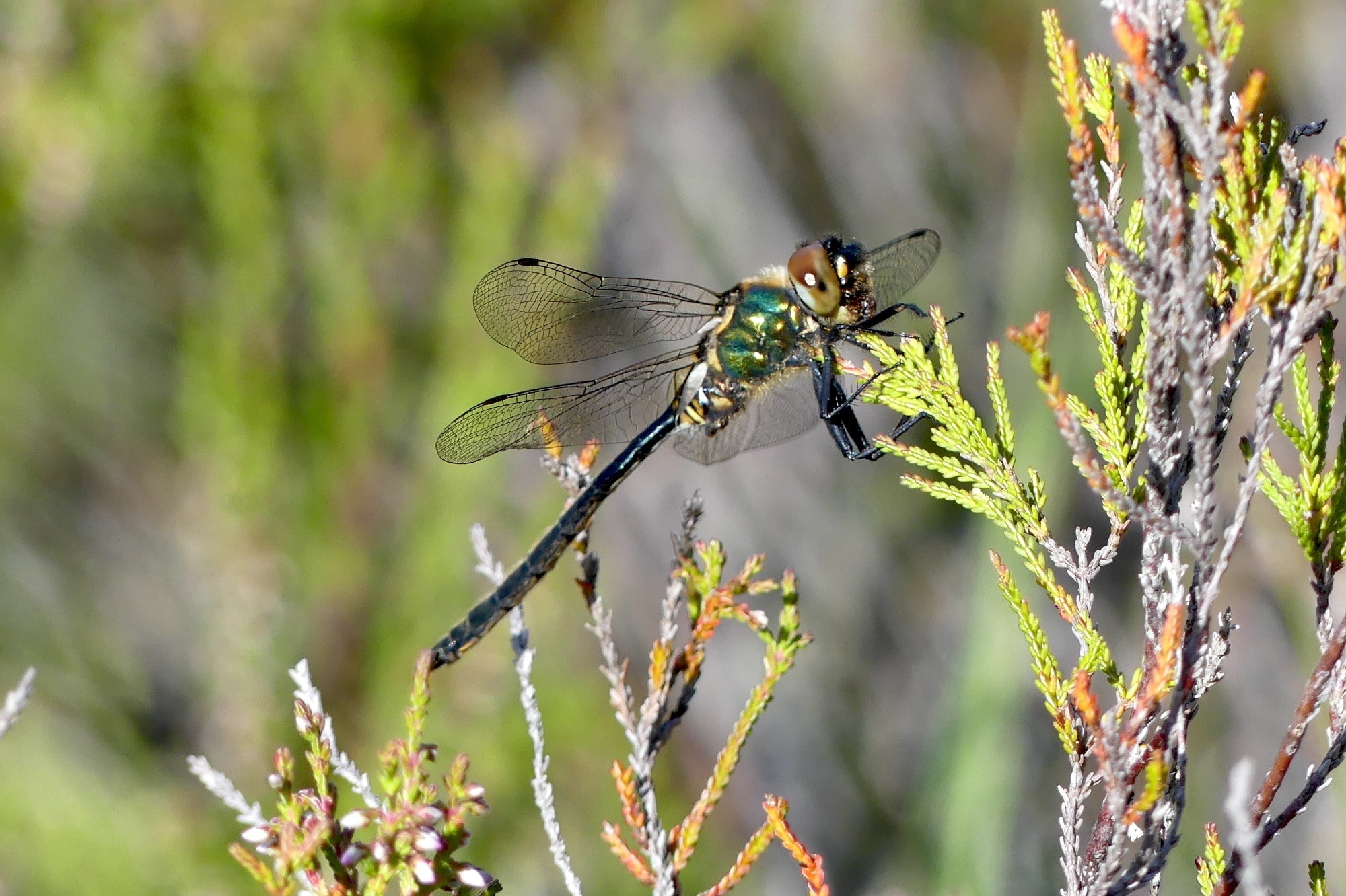 A side view of a male Northern Emerald dragonfly (a medium sized dark, metalic green coloured draginfly with brown eyes), perched on heather in Glen Affric, Inverness-shire, 27 July 2024