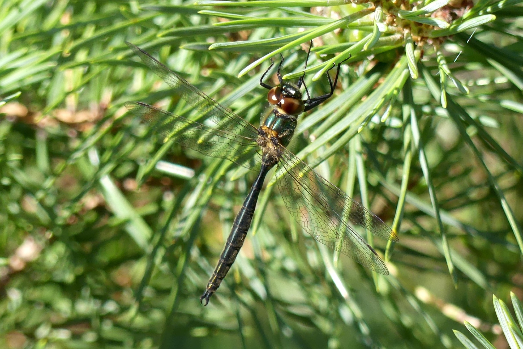 Male Northern Emerald dragonfly (a medium sized dark, metalic green coloured draginfly with brown eyes), perched in a pine tree in Glen Affric, Inverness-shire, 27 July 2024