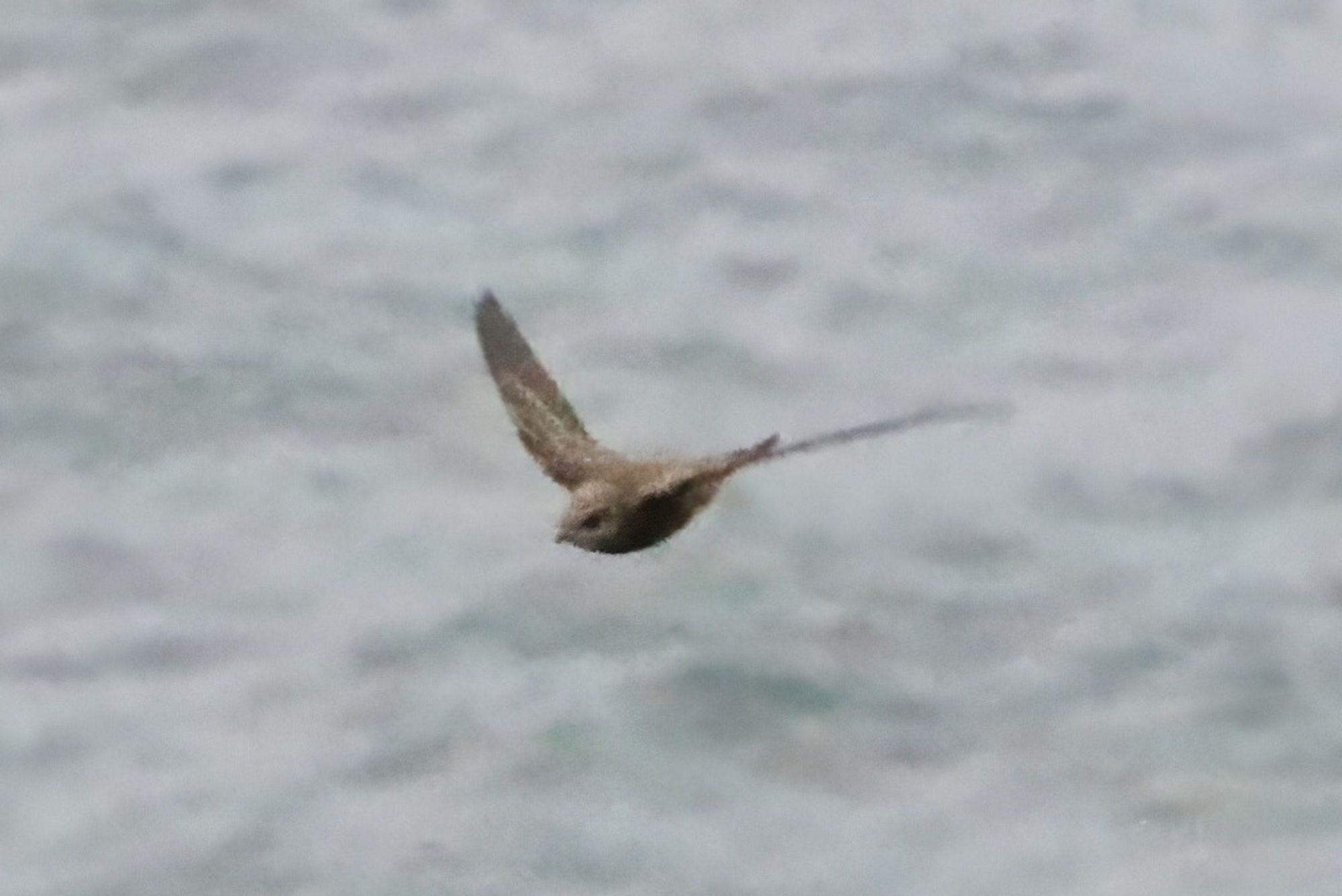 Juvenile Pallid Swift, Noup Head, Westray, Orkney, 3 November 2023