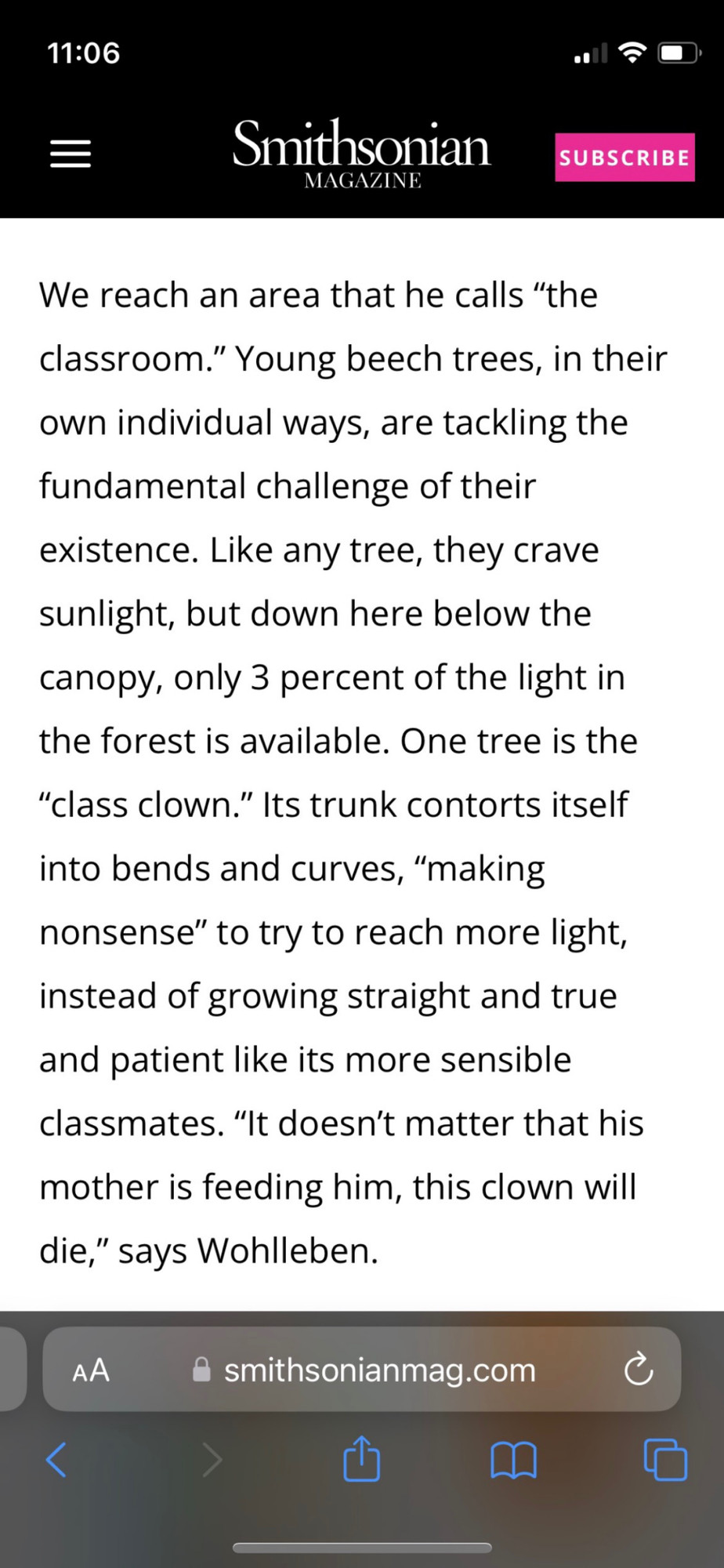 (smithsonian article) we reach an area he calls “the classroom.” Young beech trees, in their own individual ways, are tackling the fundamental challenge of their existence. Like any tree, they crave sunlight, but down here below the canopy, only 3 percent of the light in the forest is available. One tree is the “class clown”. Its trunk contorts itself into bends and curves, “making nonsense” to try and reach more light, instead of growing straight and true and patient like its more sensible classmates. “It doesn’t matter that his mother is feeding him, this clown will die,” says Wohlleben