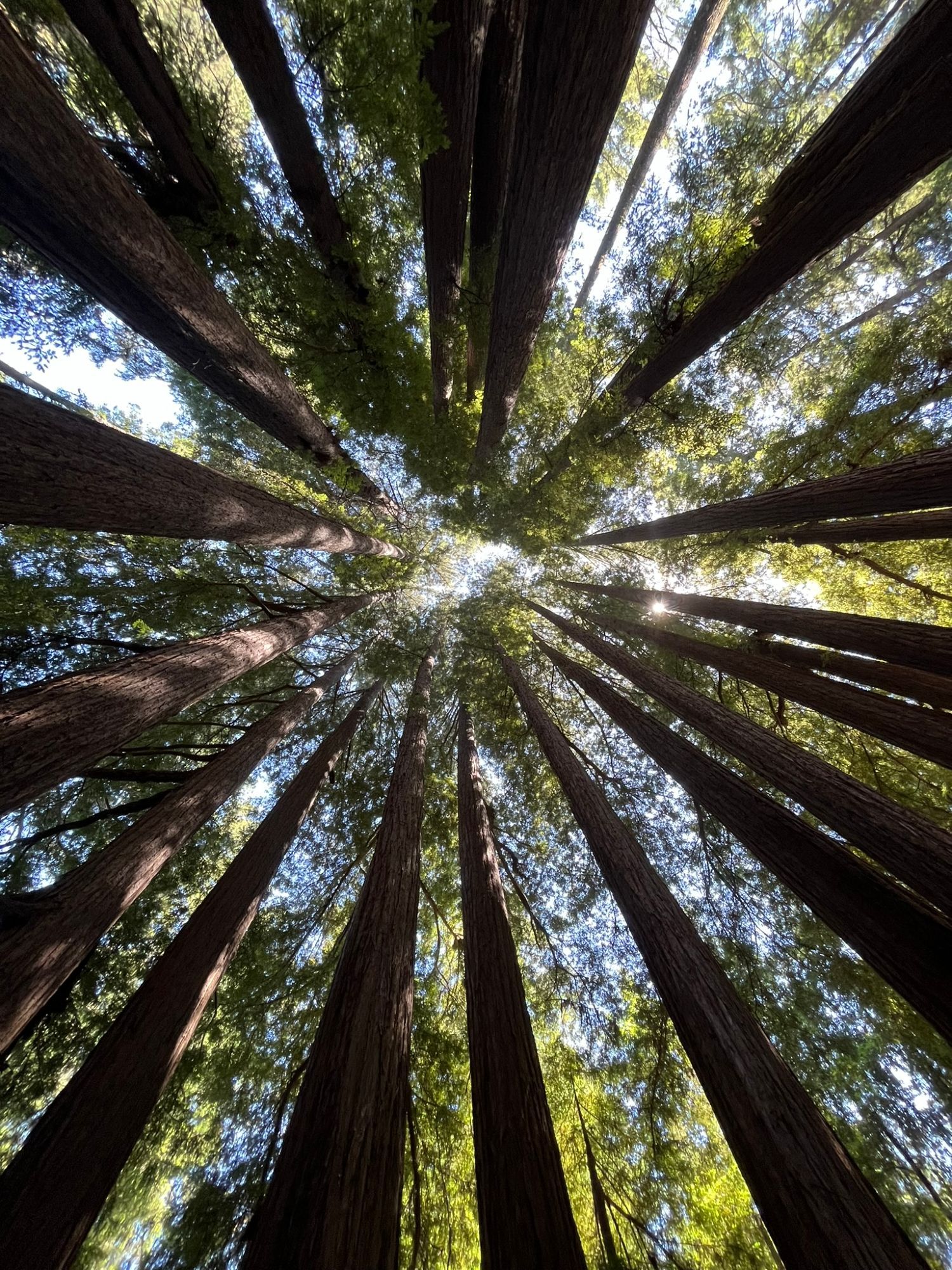 Standing at the bottom of a cathedral of coastal redwoods.