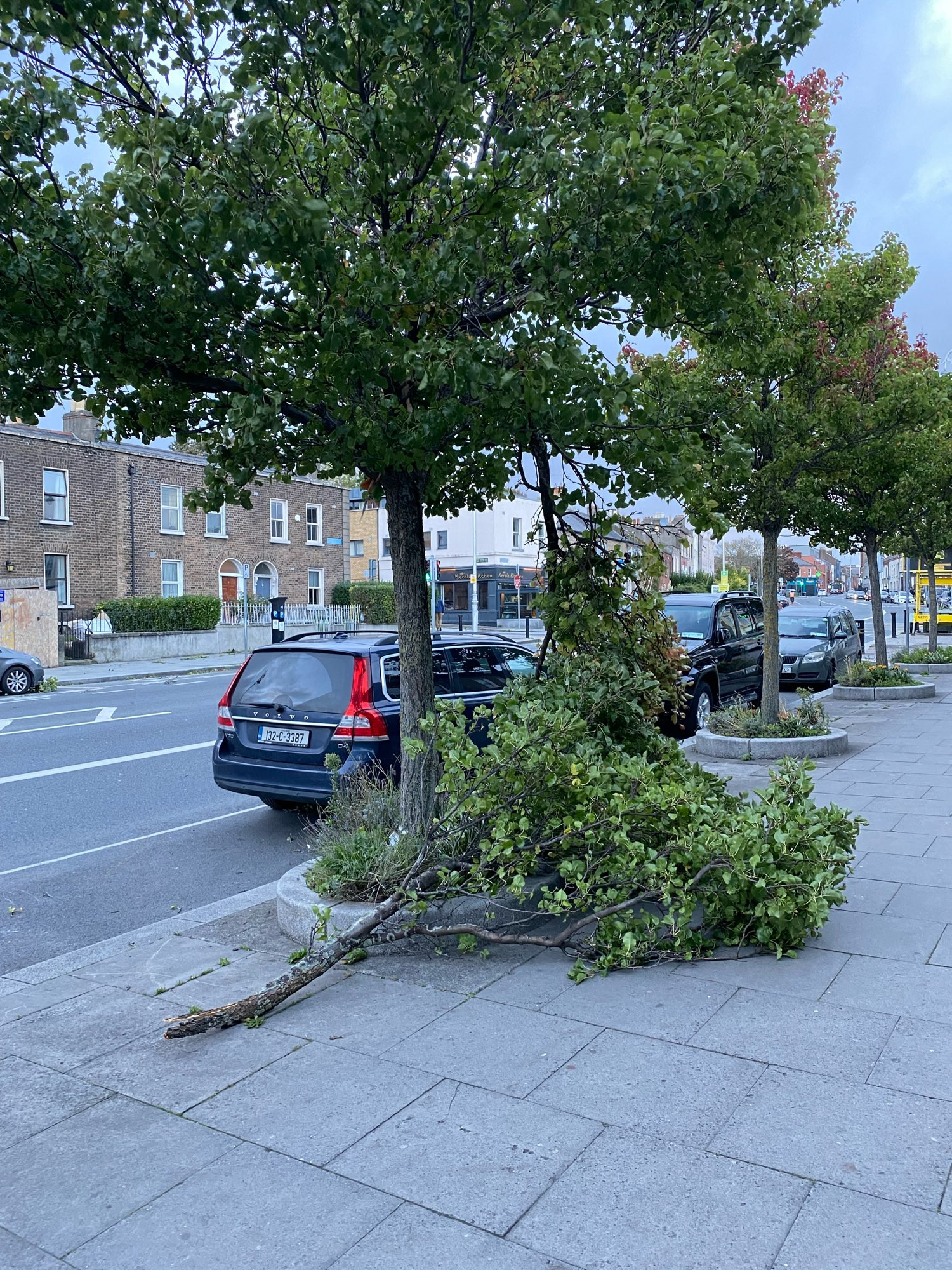 Another big branch on a footpath blown off a tree by strong winds