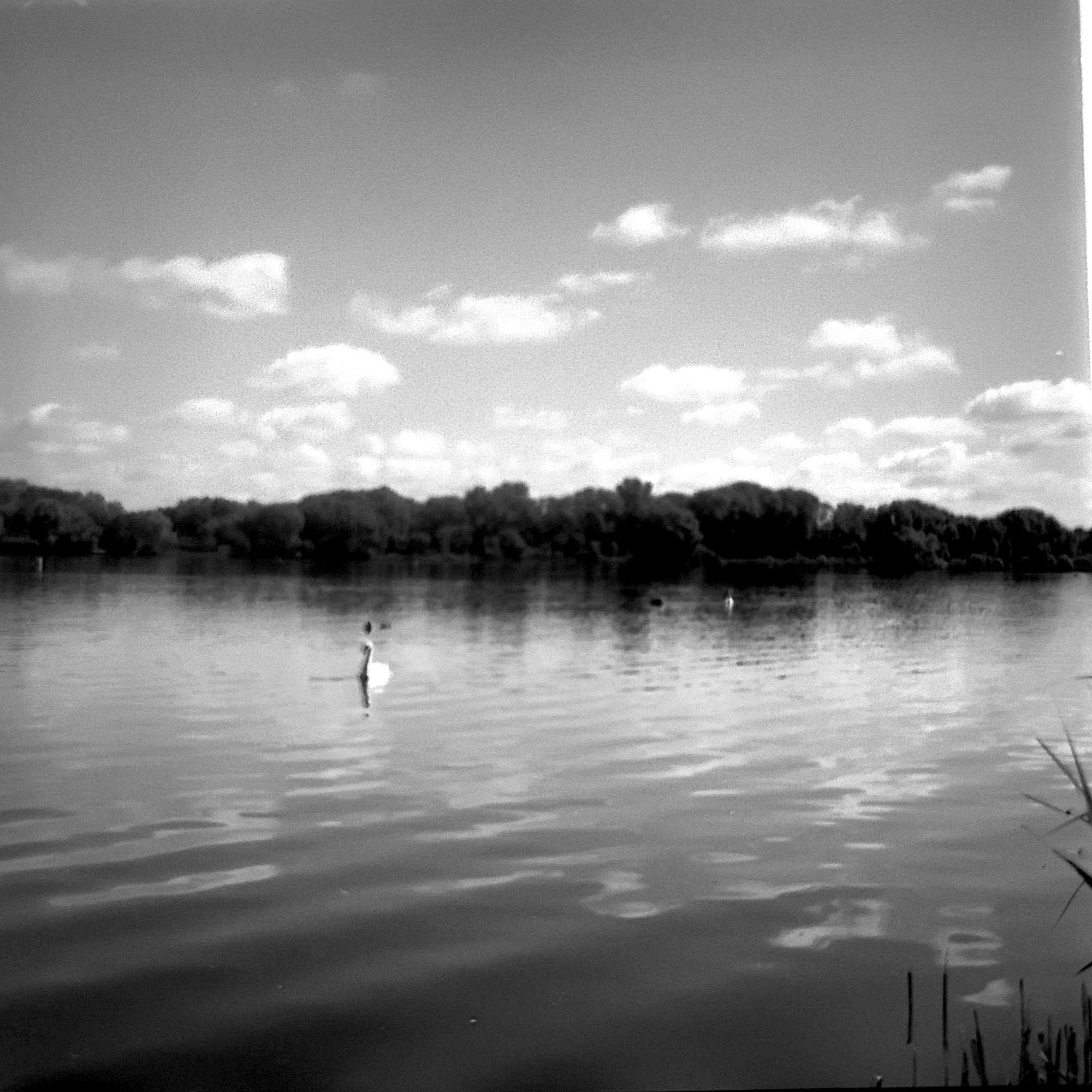 A swan swimming on Priory Country Park Lake, Bedford.