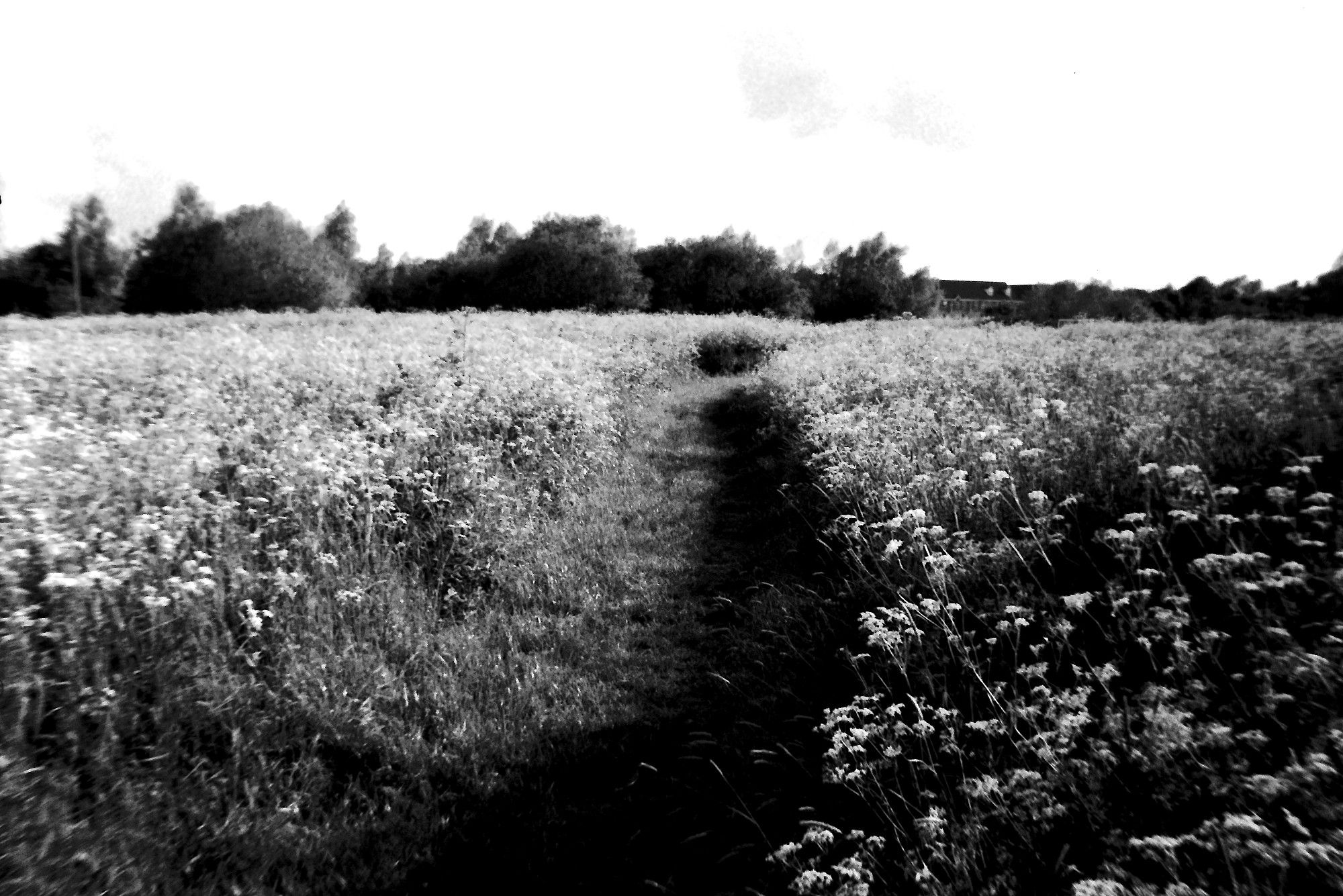 A path through cow-kale and other wild plants.