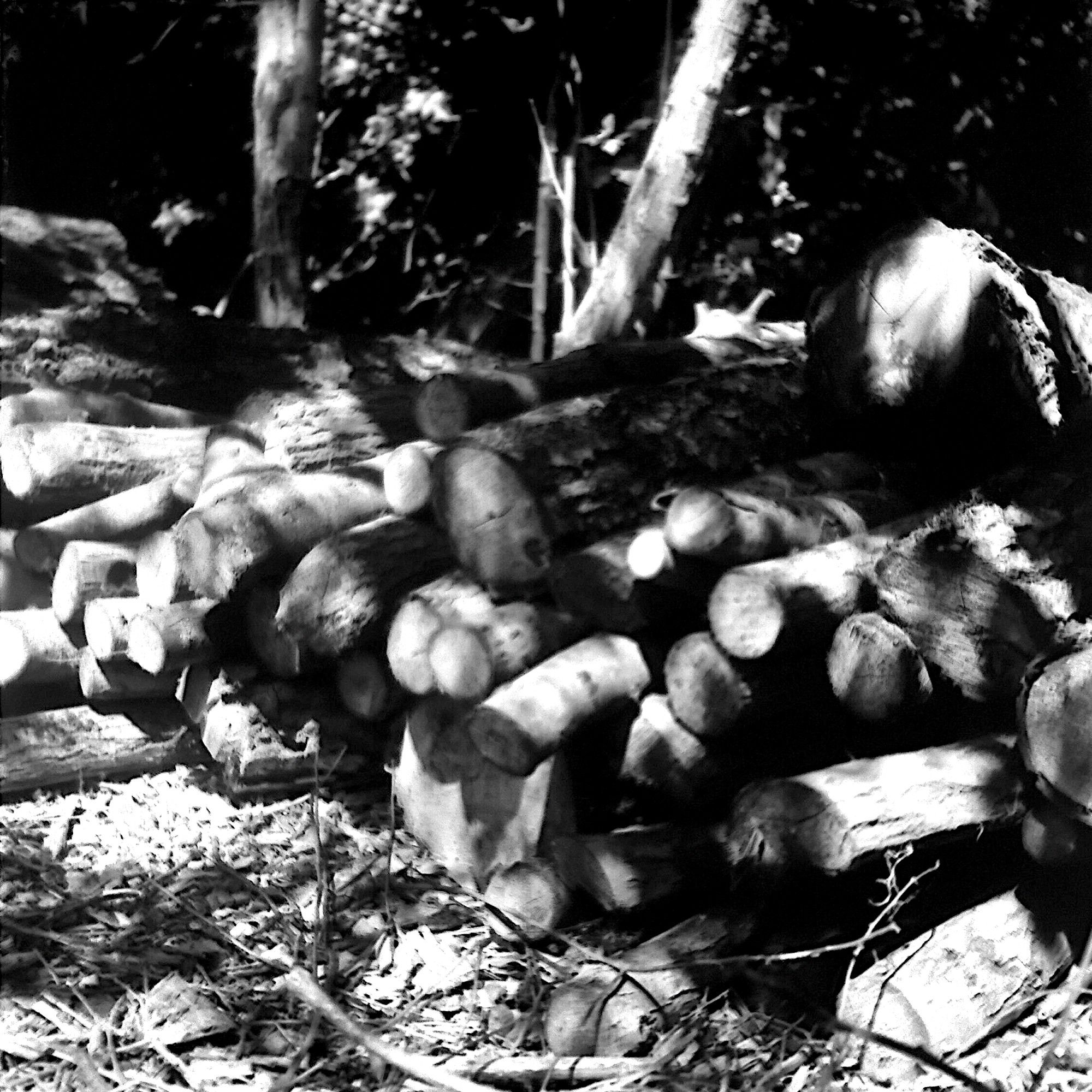 A pile of sawn wood in a wooded area of Priory Country Park, Bedford.