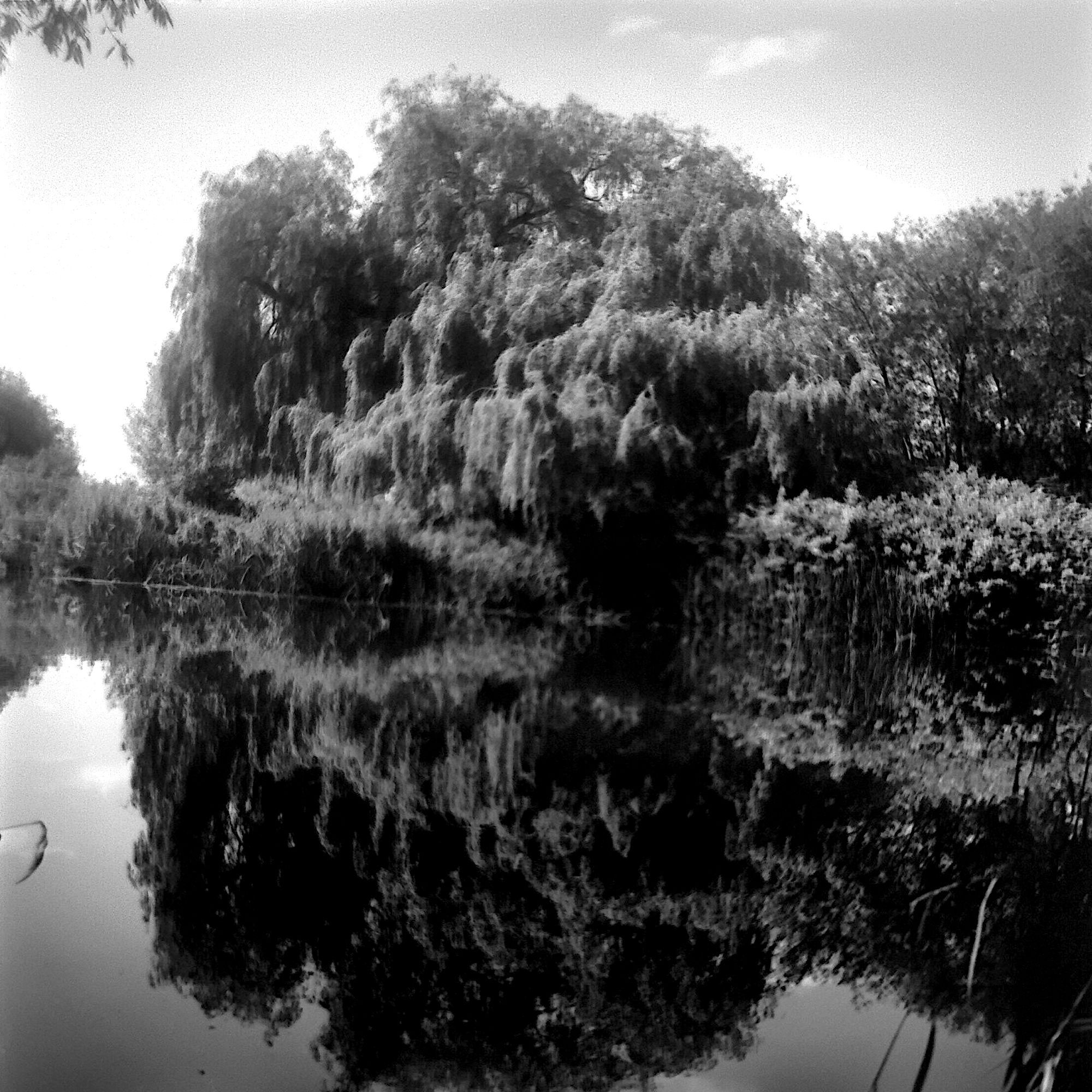 A weeping willow tree beside a river.