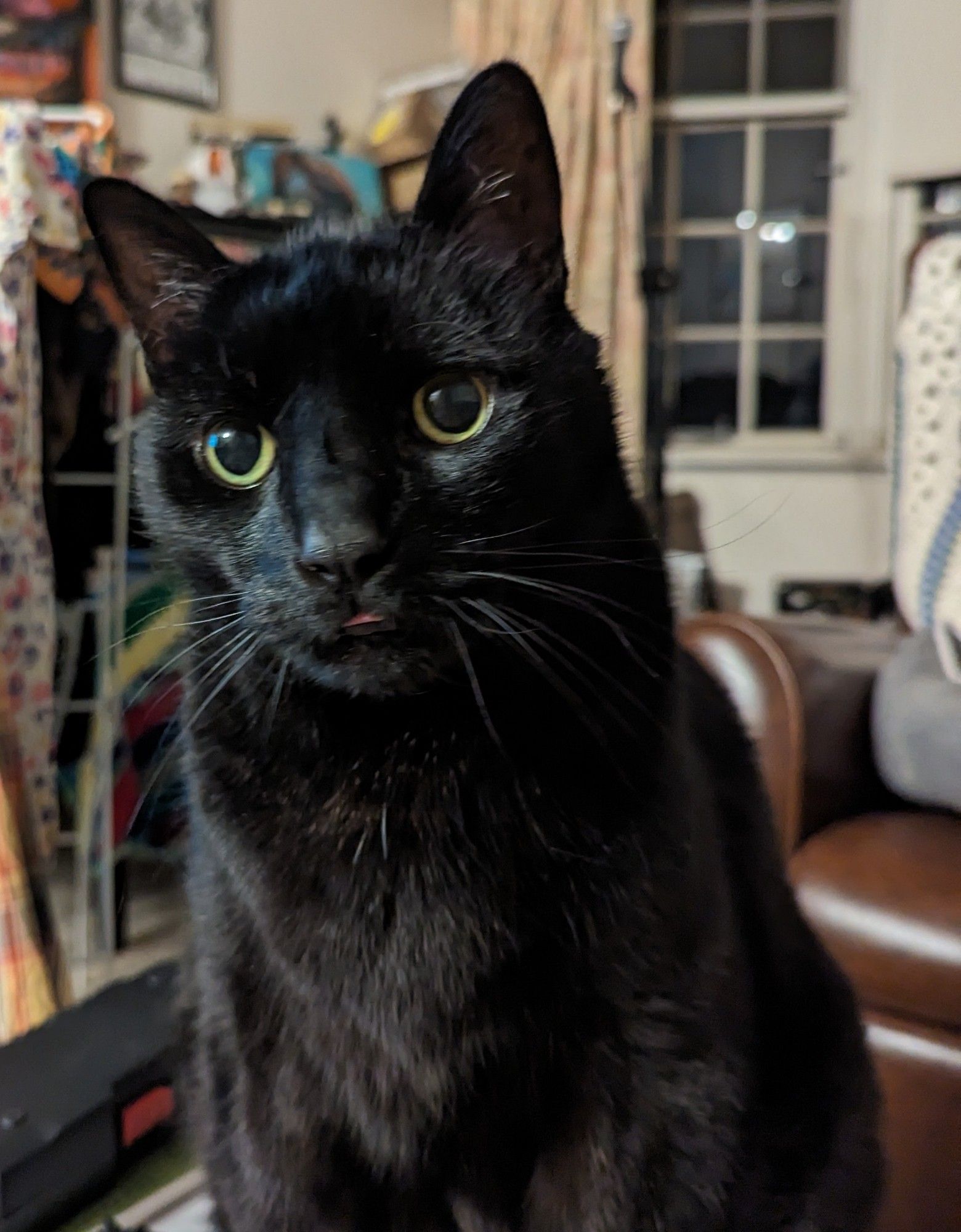 Cushionfoot the black domestic short hair, who more commonly goes by "Tiny Cat". Can't necessarily see his size easily in this shit but he's big (structurally, I mean). Sitting up straight, eyes wide and curious, staring just past the camera lens,  a little sliver of tongue visible between his lips. Good boy.