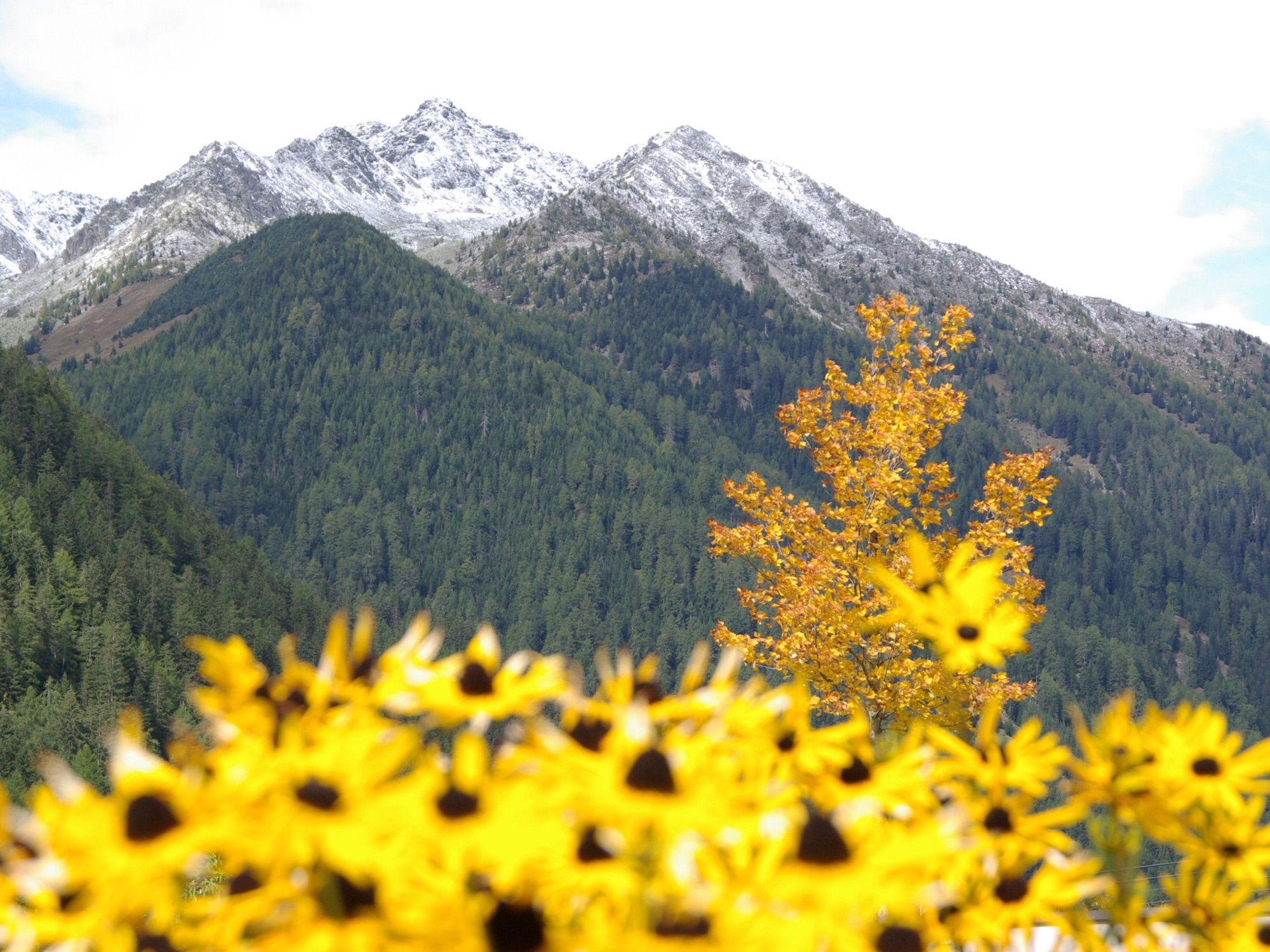 gelbe Blumen vor herbstlich- gelbem Baum, grünen Nadelbäumen und schneebedeckten Bergen