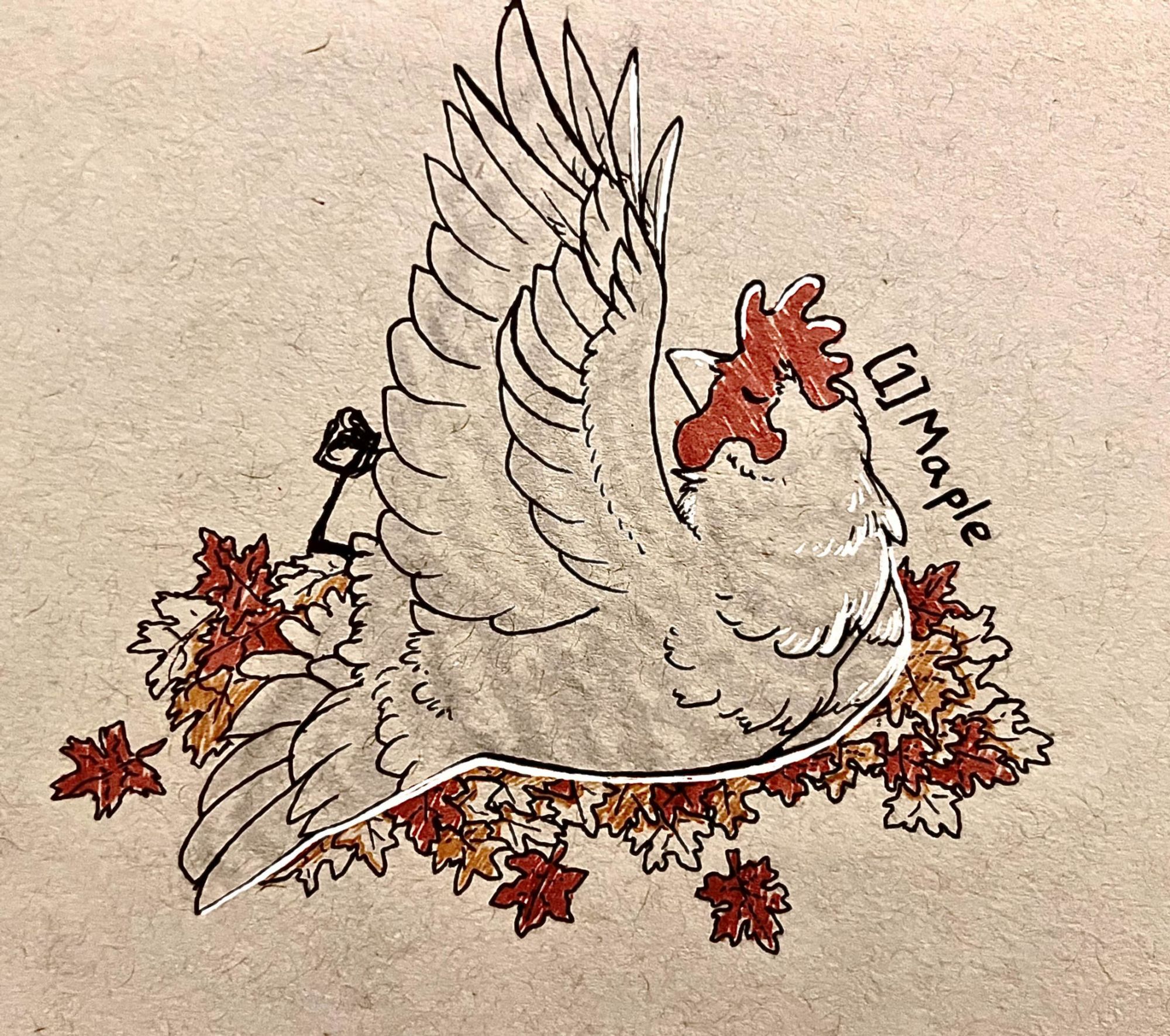 A barred chicken relaxing in a pile of red and orange maple leaves