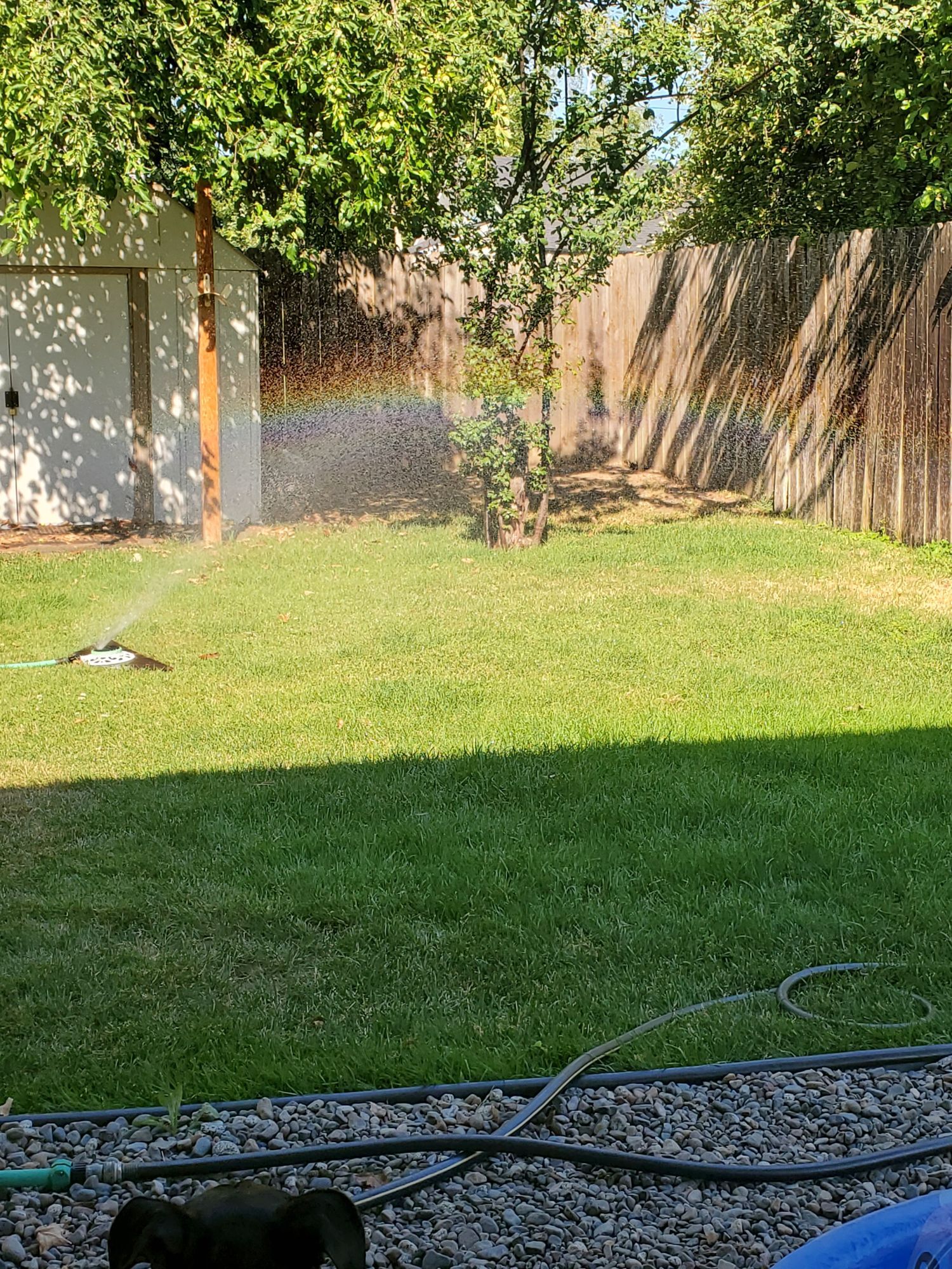 A view of grass being watered by a sprinkler with a rainbow showing in the water arcing over the grass.