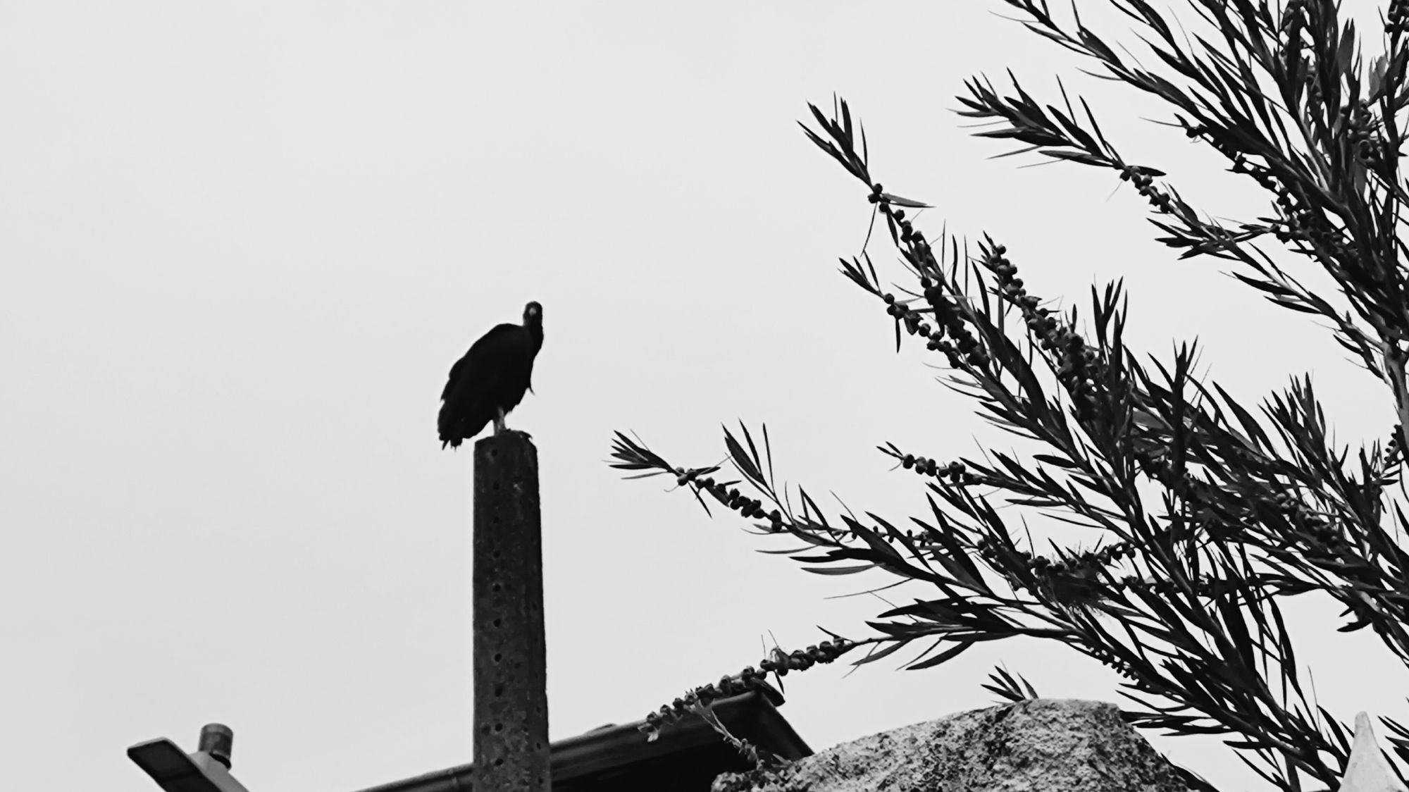 Photography of a vulture chilling at the top of a tall light post.