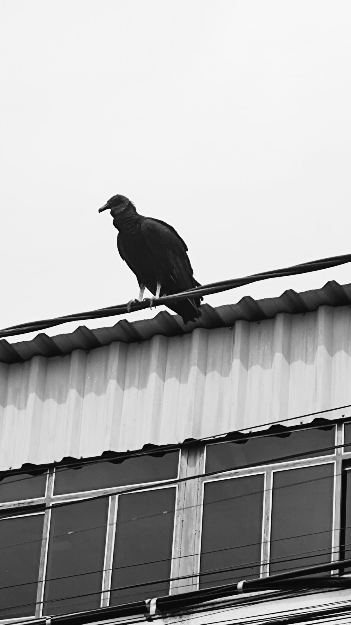 Photography of a vulture landed near a house's roof.