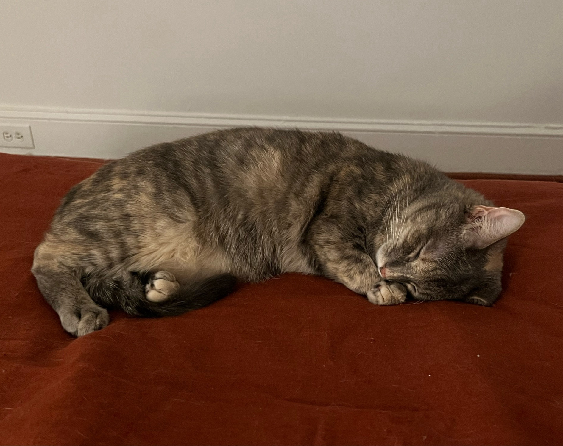 A dilute tortie sleeping like a little croissant on a deep burgundy comforter