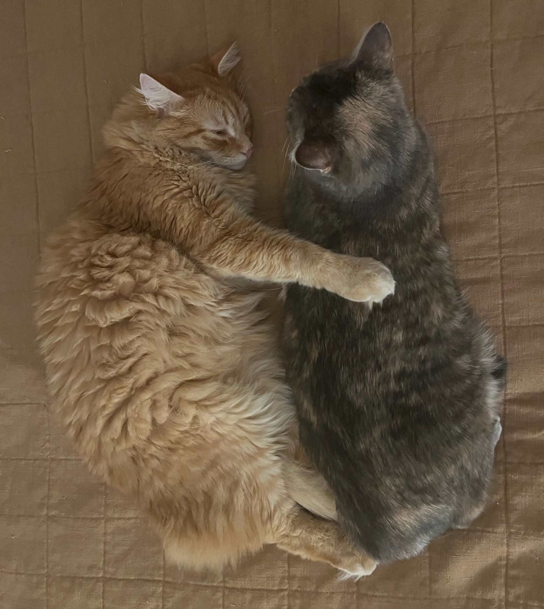 A big orange cat with his paw on the back of his sister, a dilute tortie. They are on a brown quilt.