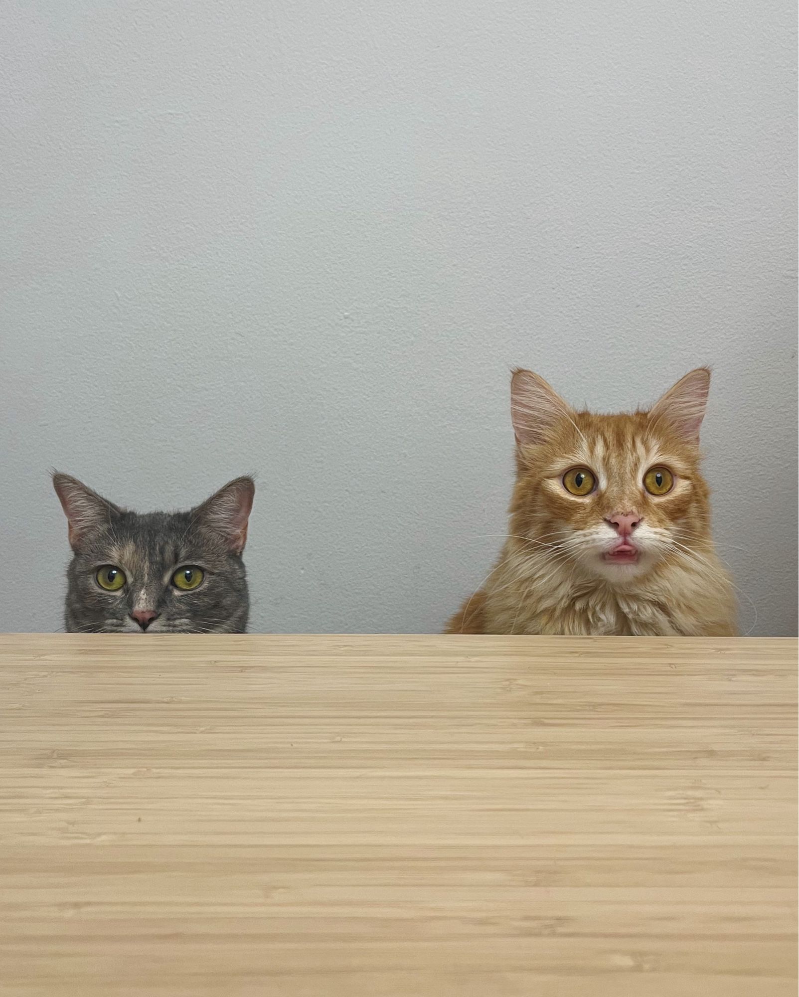 A dilute tortie sitting next to her large orange brother with a table in front of them