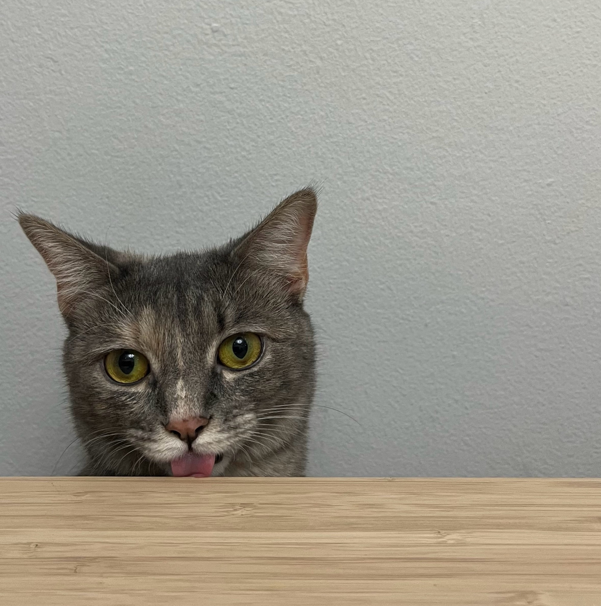 A dilute tortie gently licking a light wooden table for unknown reasons.