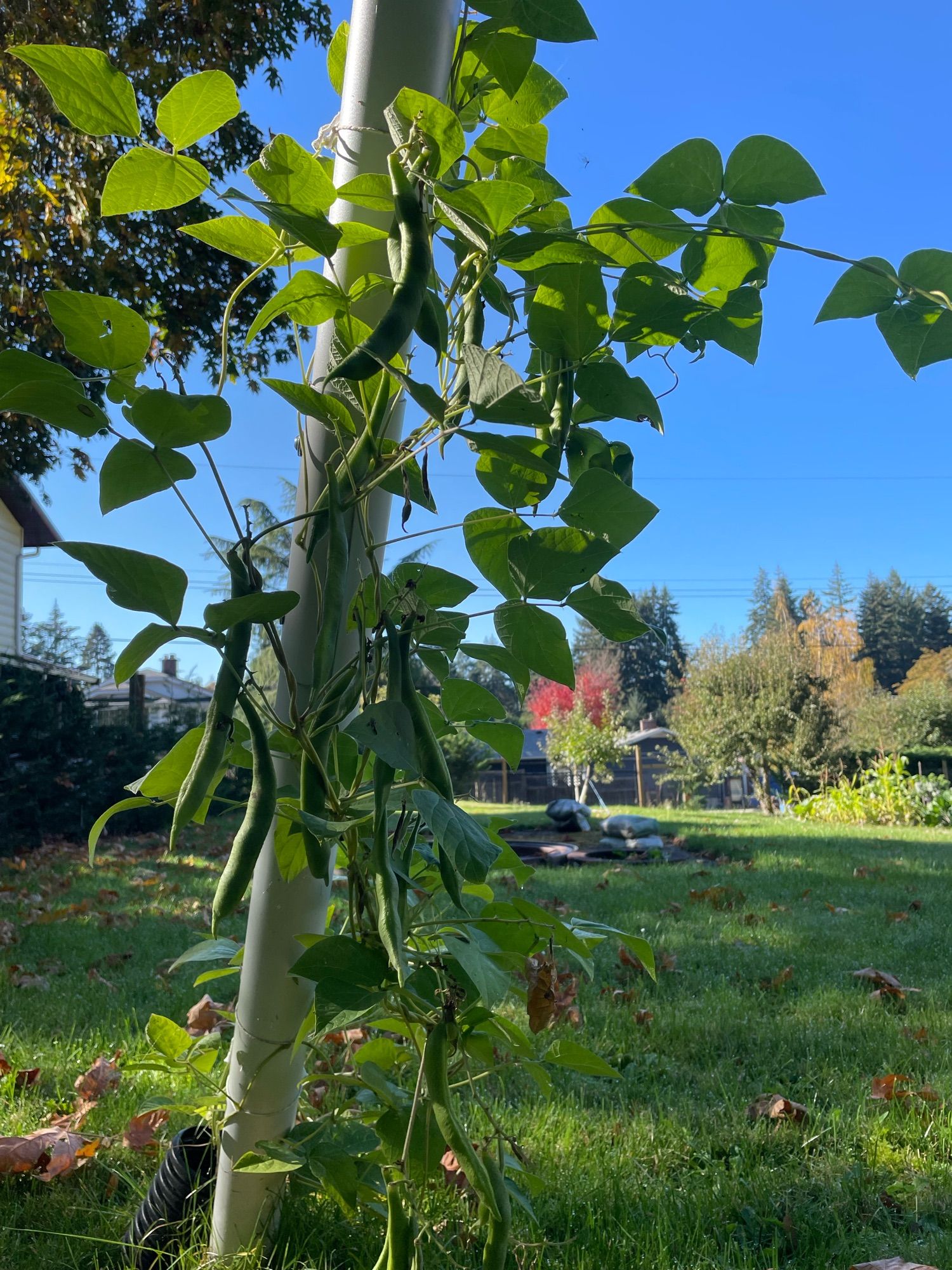 Scarlet runner beans growing as a climbing vine with large pods.