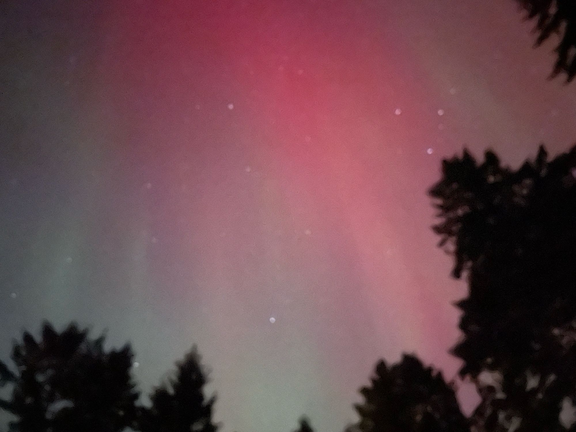 Pink, red and green rays of light beam through stars above Douglas Fir trees.