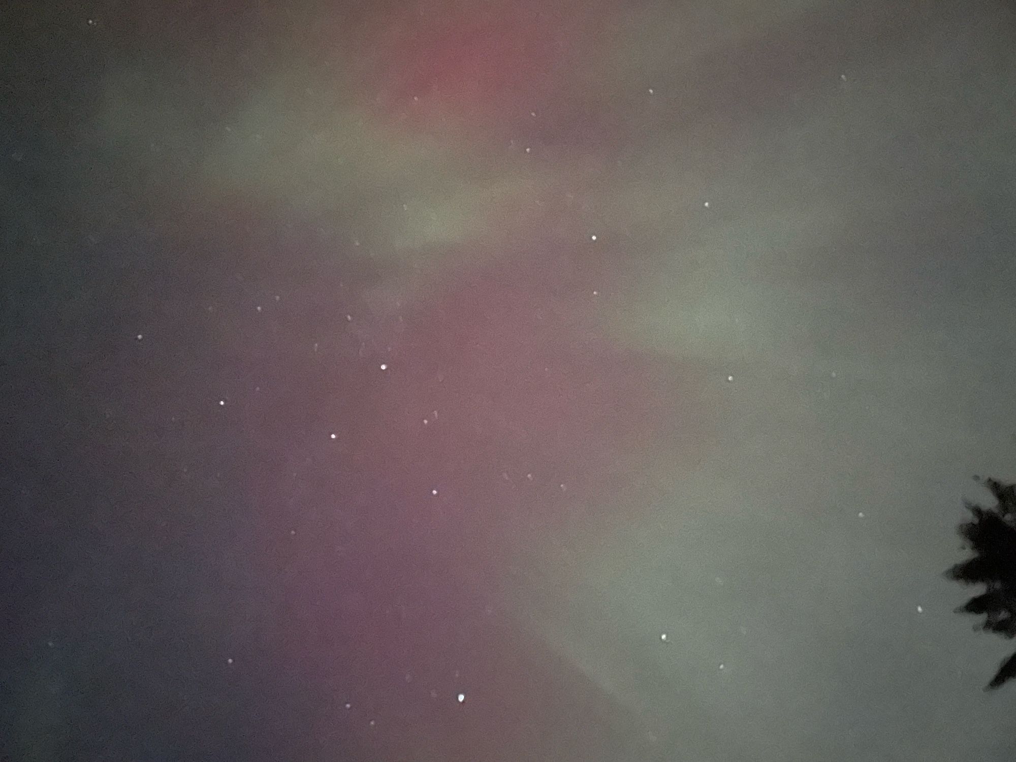 Pink and green rays of light beam through stars above Douglas Fir trees.