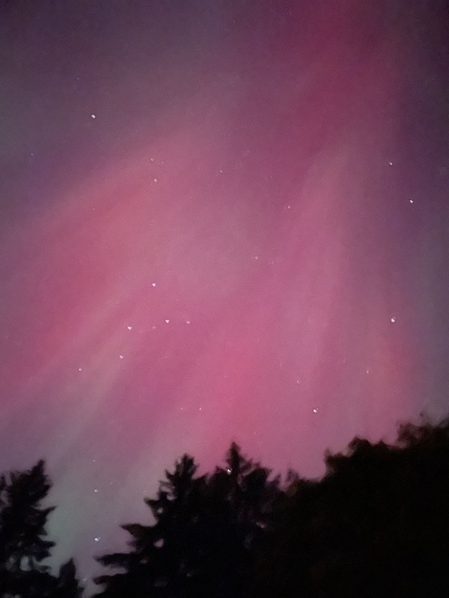 Pink and red rays of light beam through stars above Douglas Fir trees.