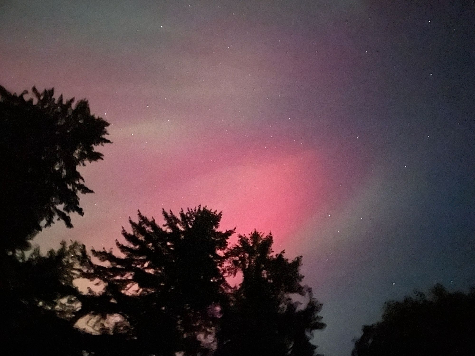 Pink, red and green rays of light beam through stars above Douglas Fir trees.