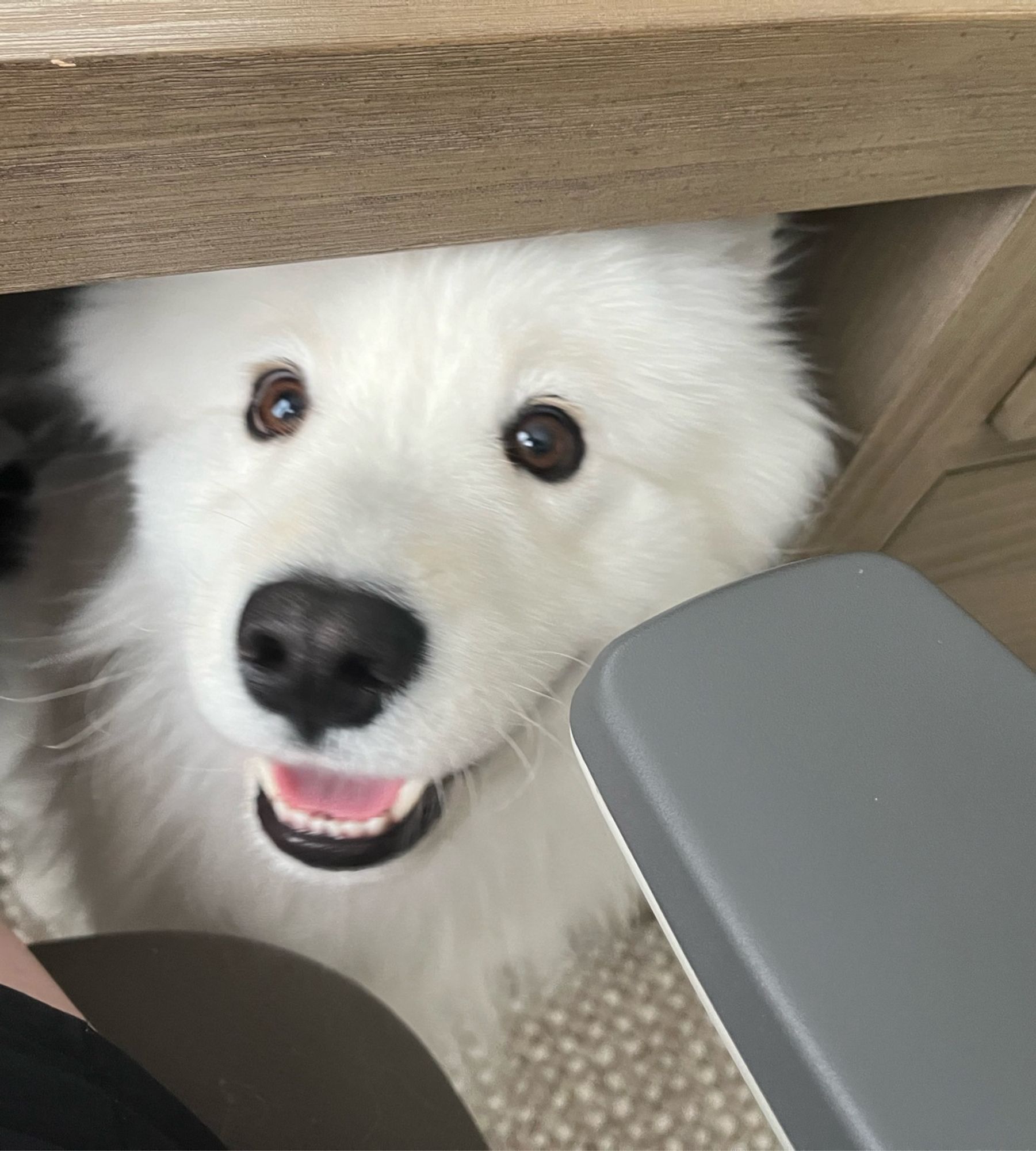 A white Samoyed popping up from between my desk and chair to say hello