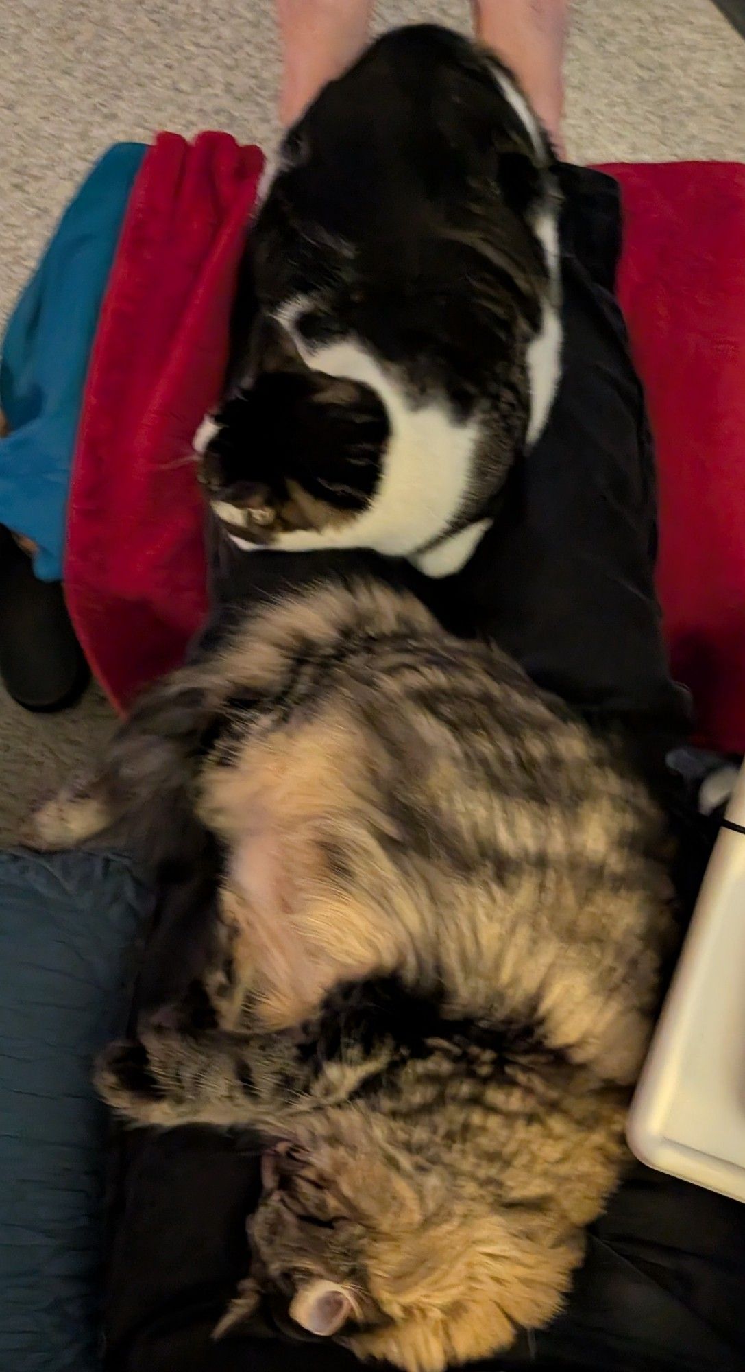 Two cats snoozing on outstretched human legs